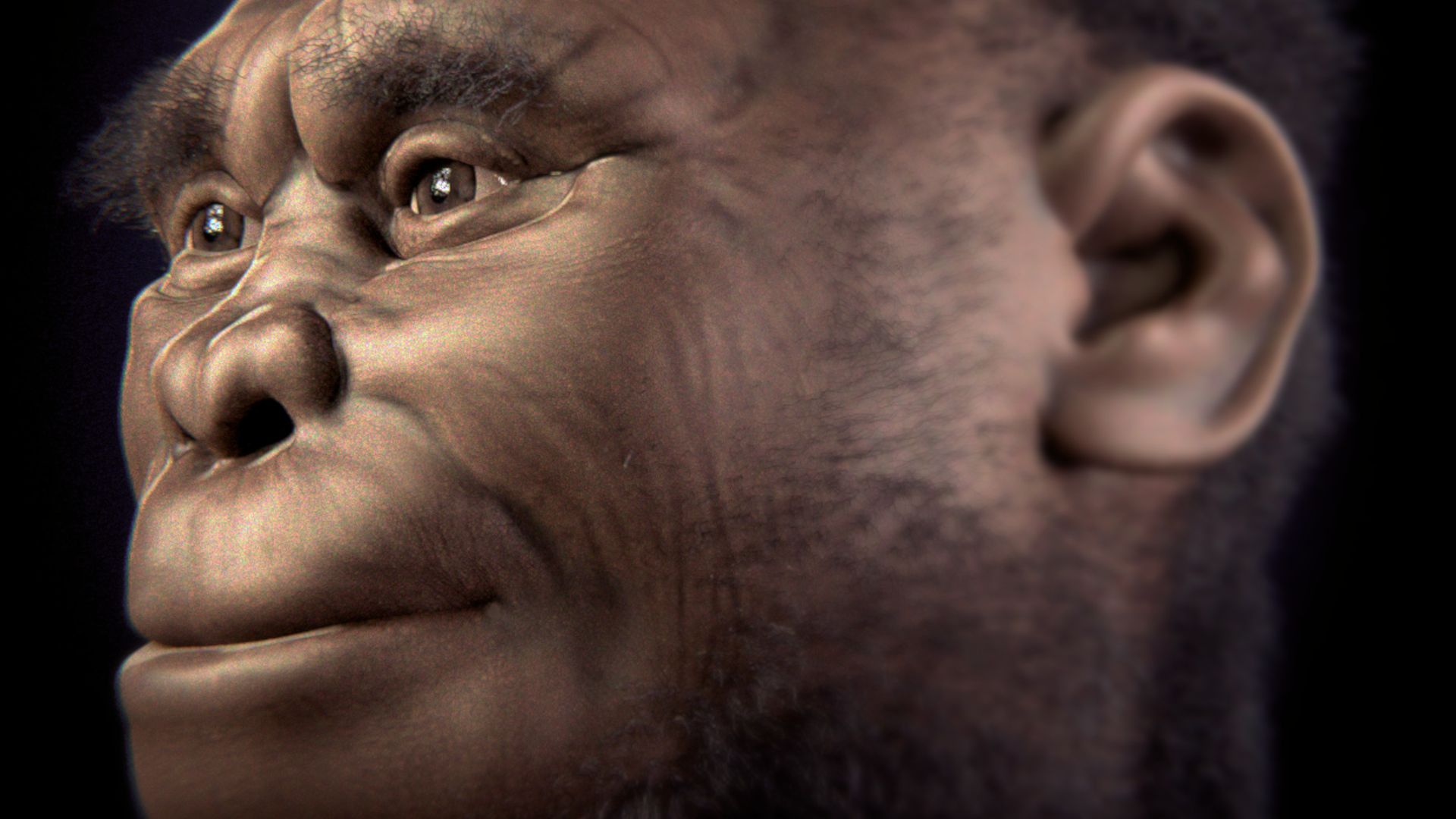 File:Homo floresiensis v 2-0.jpg