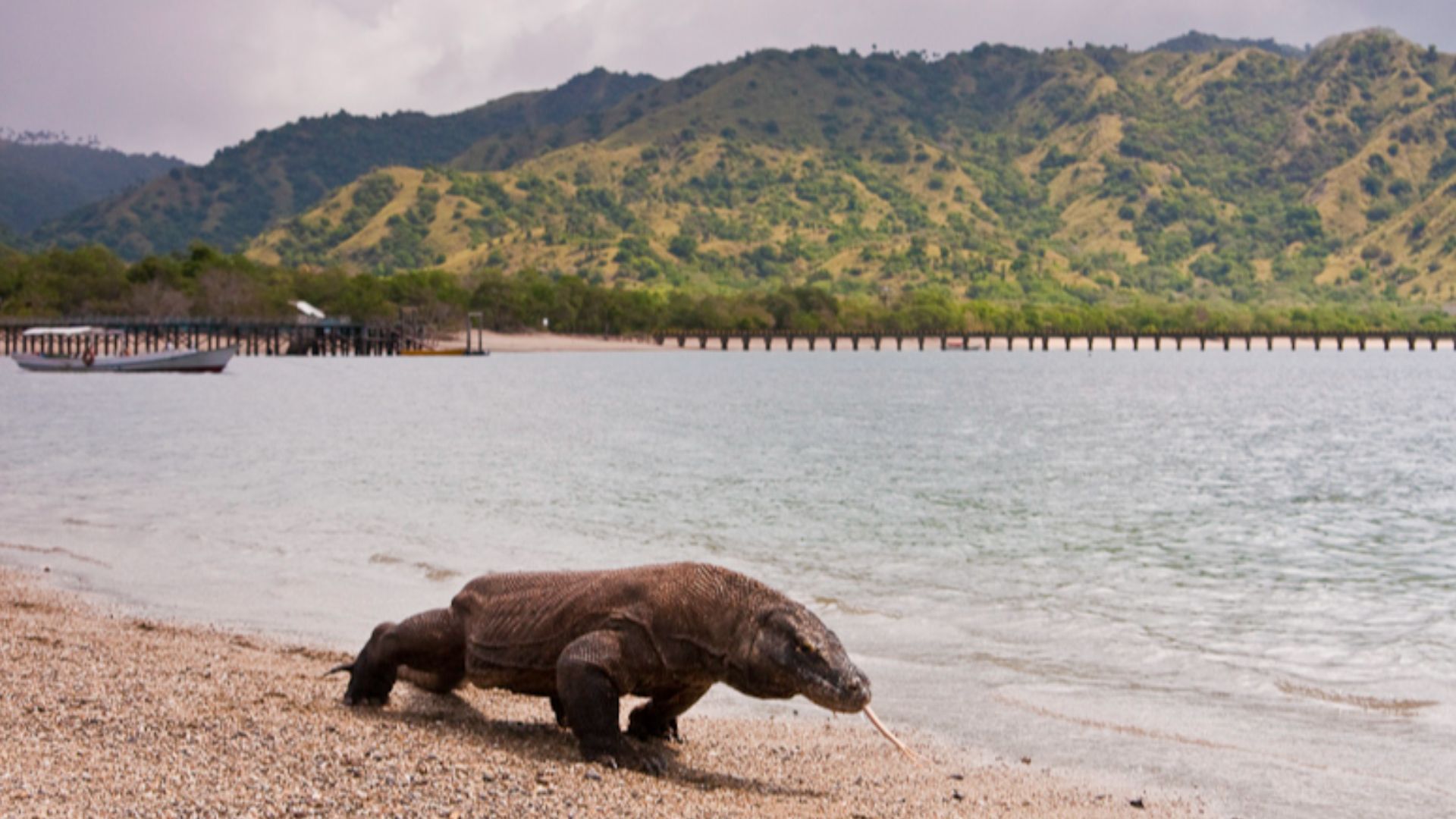 File:Komodo dragon at Komodo National Park.jpg