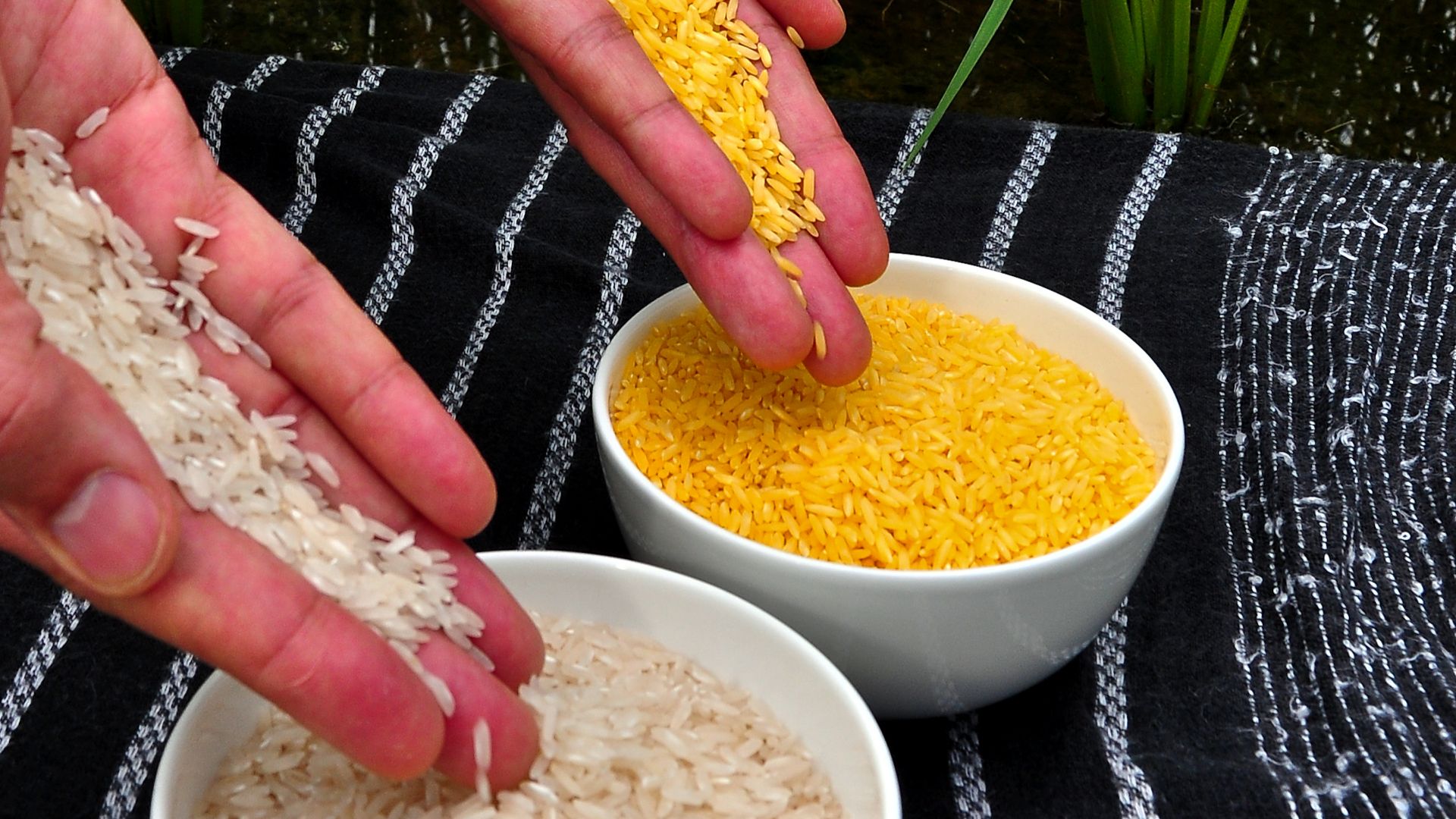 File:Golden Rice.jpg