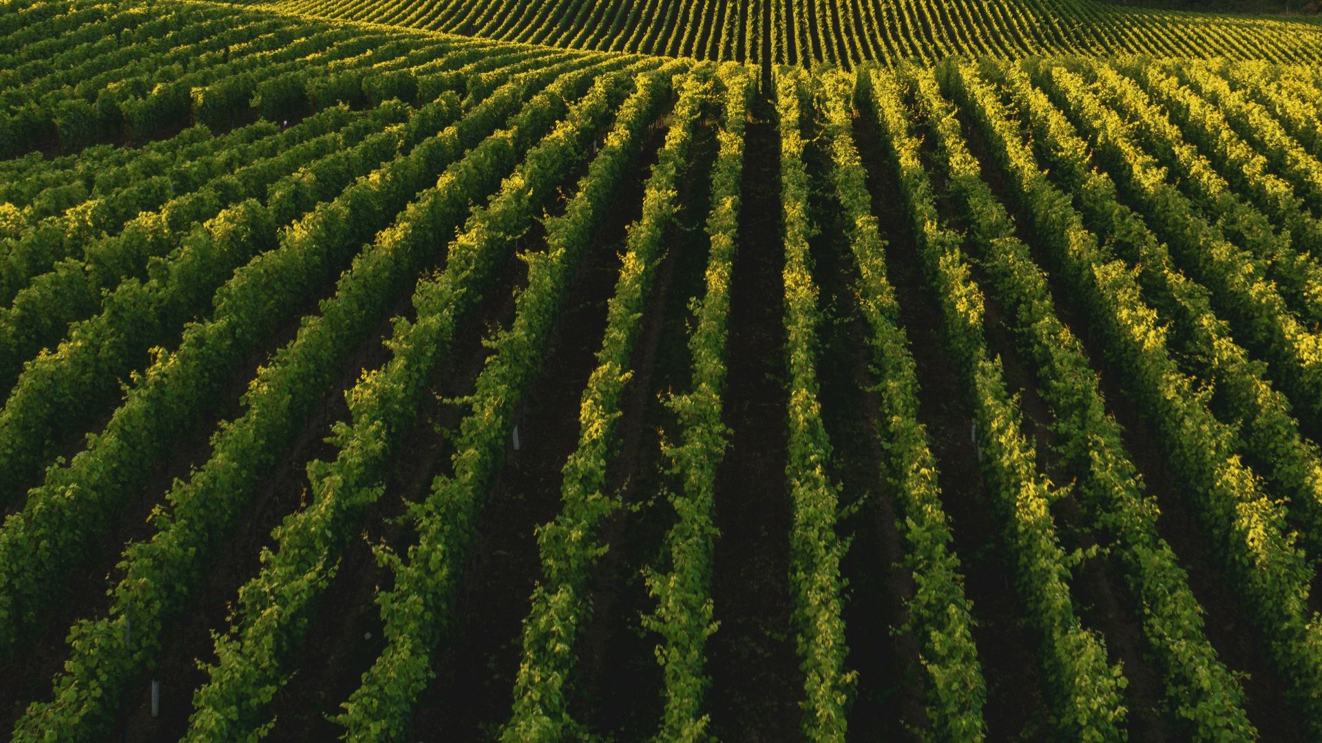pile of leafed plants