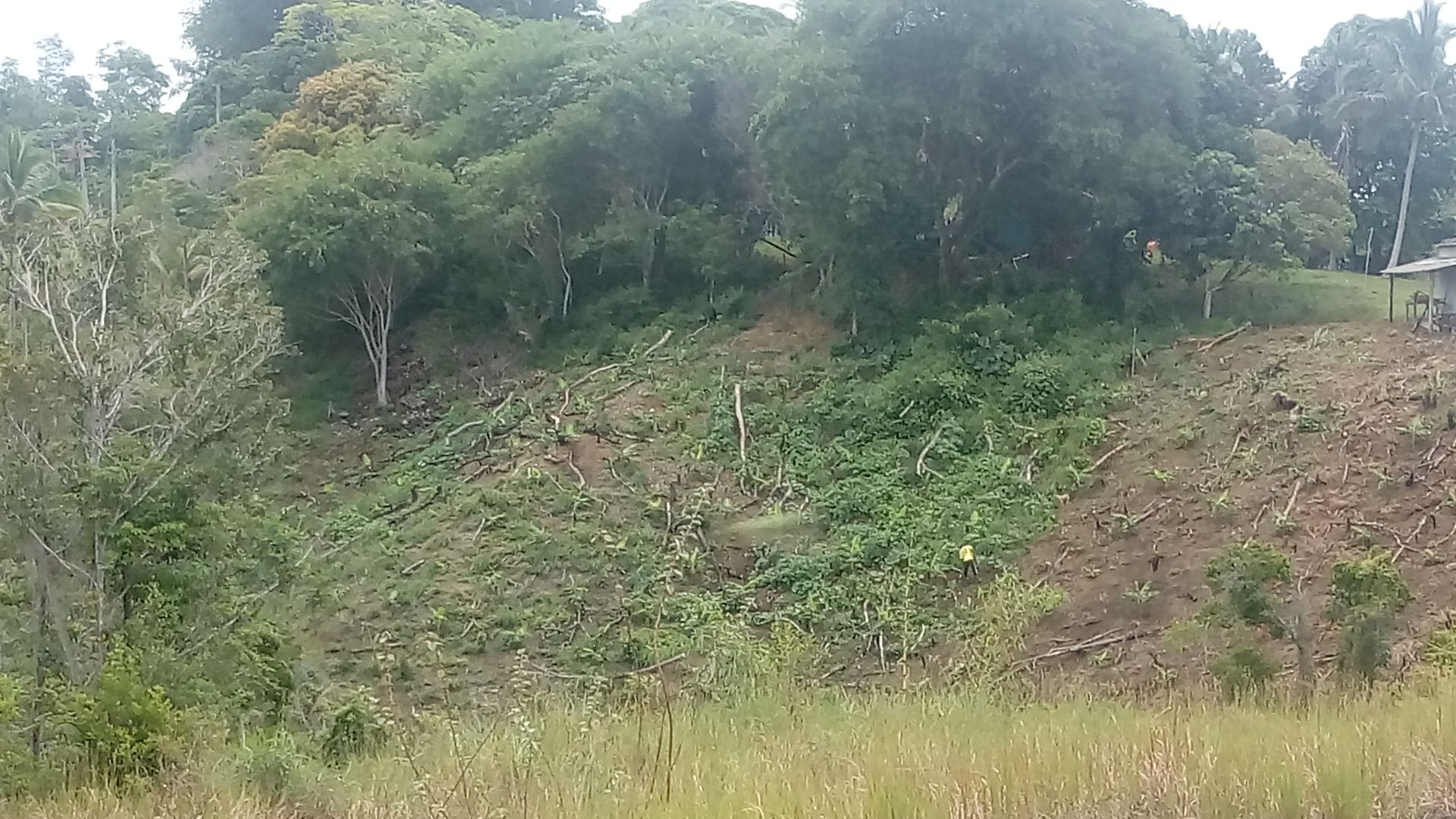 File:Desmatamento da Mata Atlântica no sul da Bahia.jpg