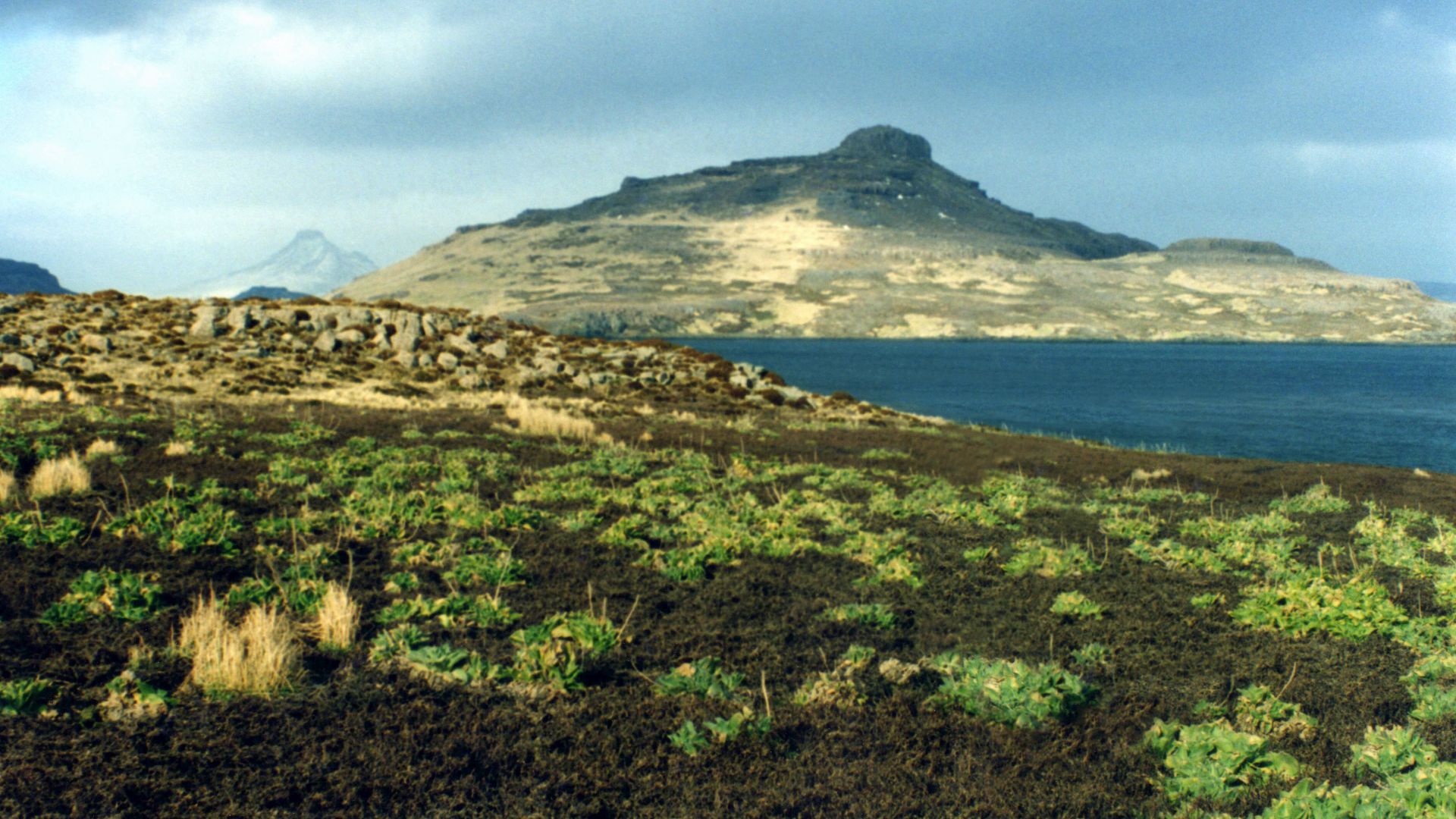 File:Pringlea antiscorbutica Mayes fake.jpg