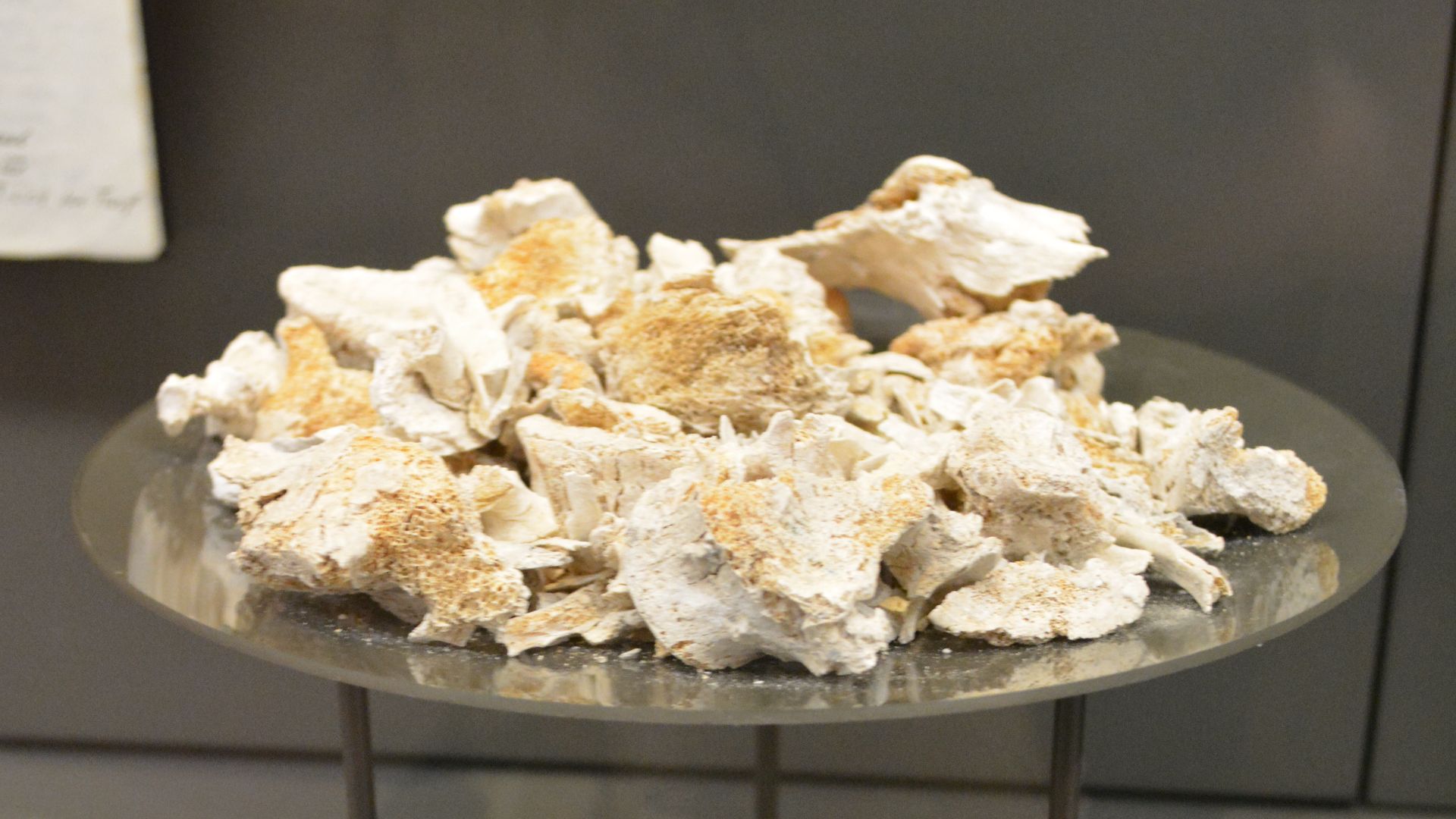 File:Cremation from Stonehenge ditch fill.jpg