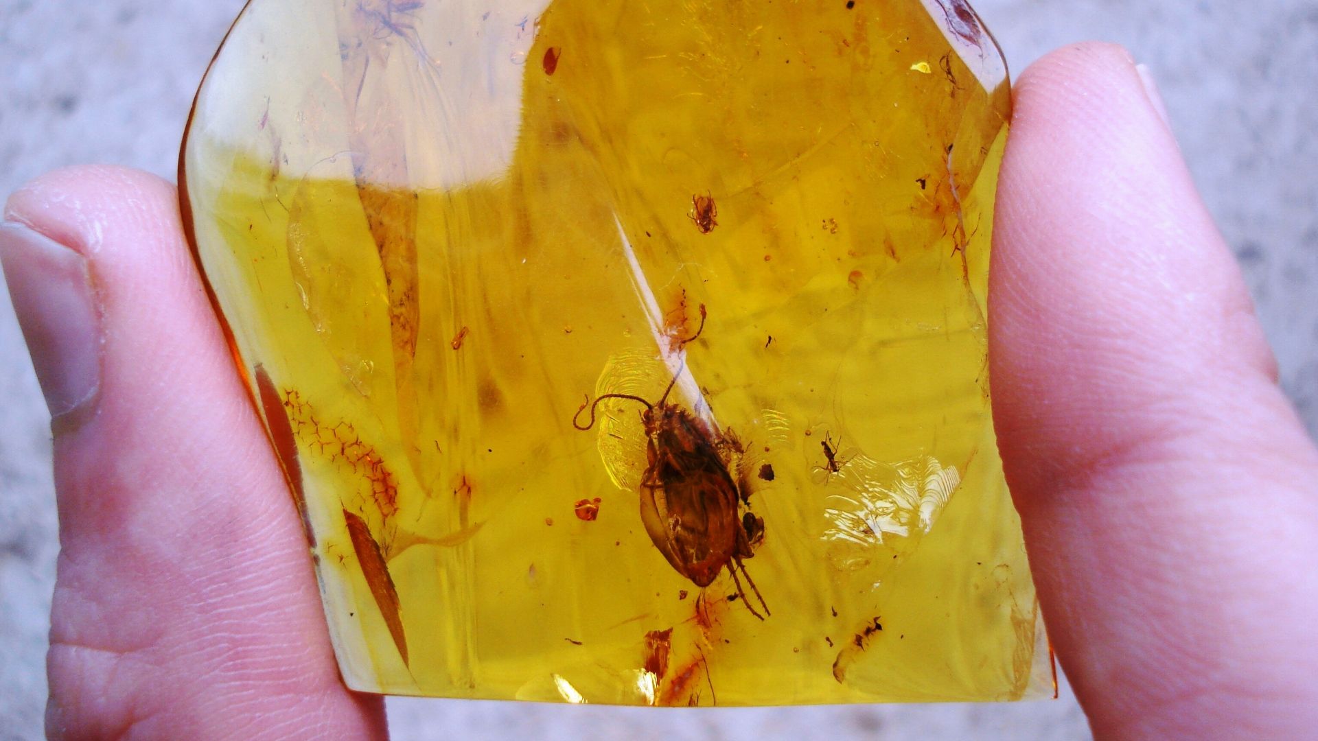File:Baltic amber inclusions - Caddisflies (Amphiesmenoptera, Trichoptera).JPG