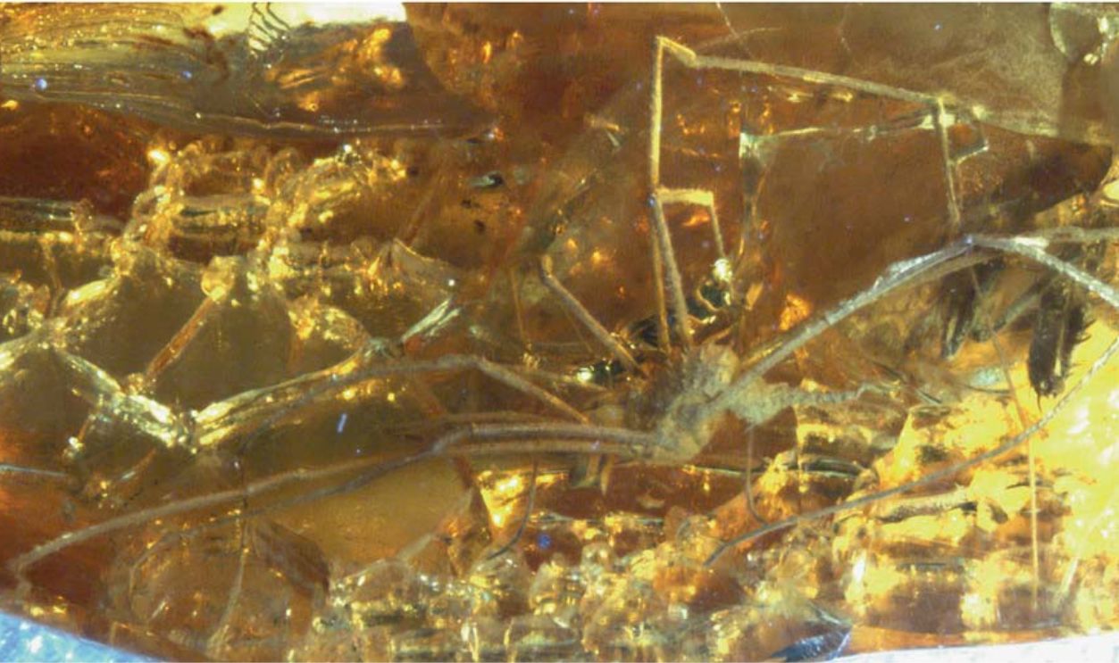 Filepiankhi Steineri.jpg