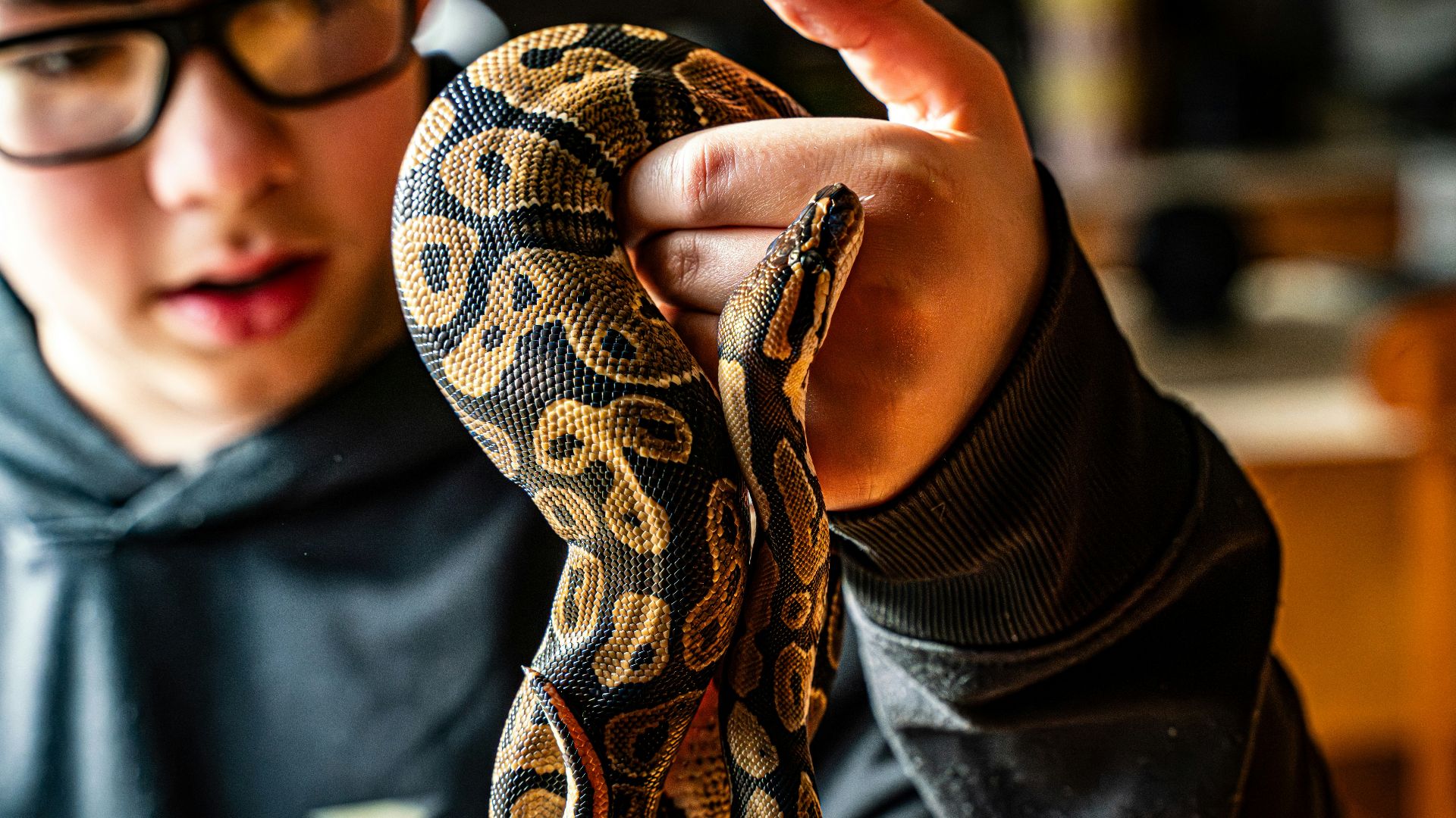 A person holds a coiled patterned snake.