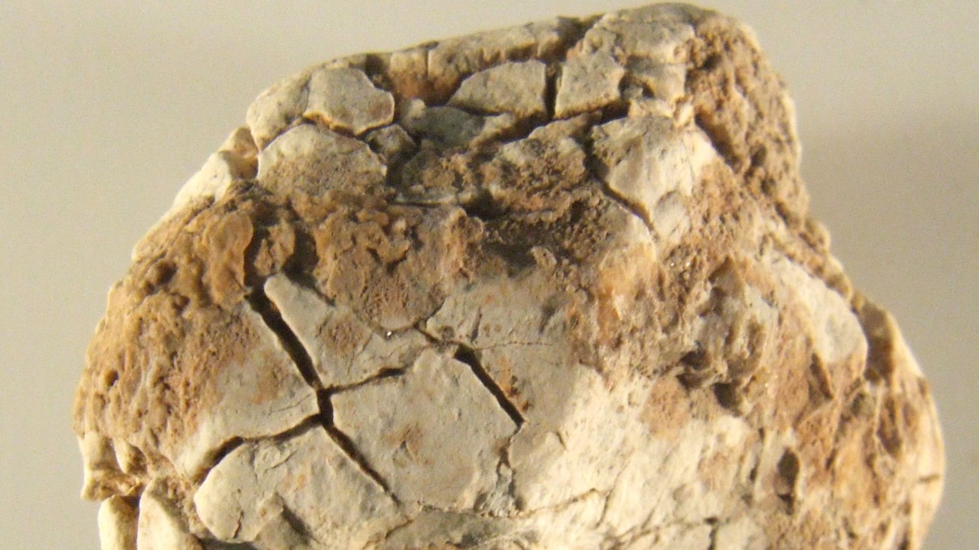 File:Burnt flint nodule (FindID 224966).jpg