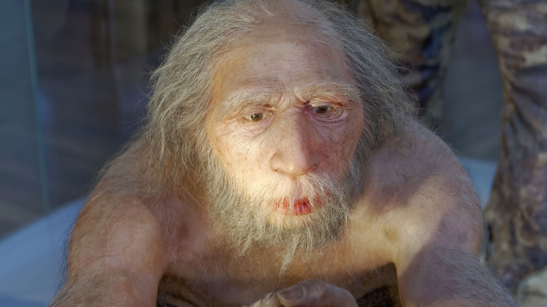 File:Homo neanderthalensis, The Natural History Museum Vienna, 20210730 1225 1277.jpg