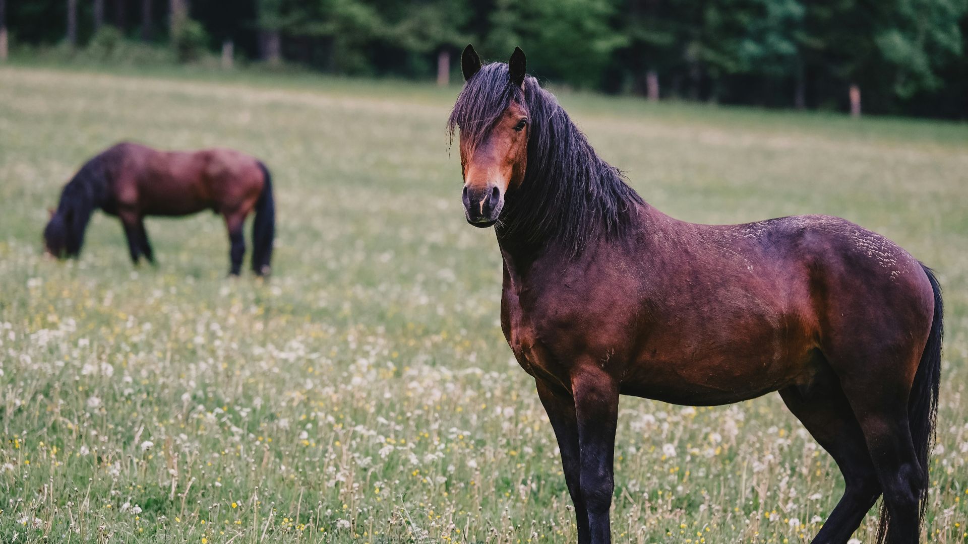 A couple of brown horses standing on top of a lush green field