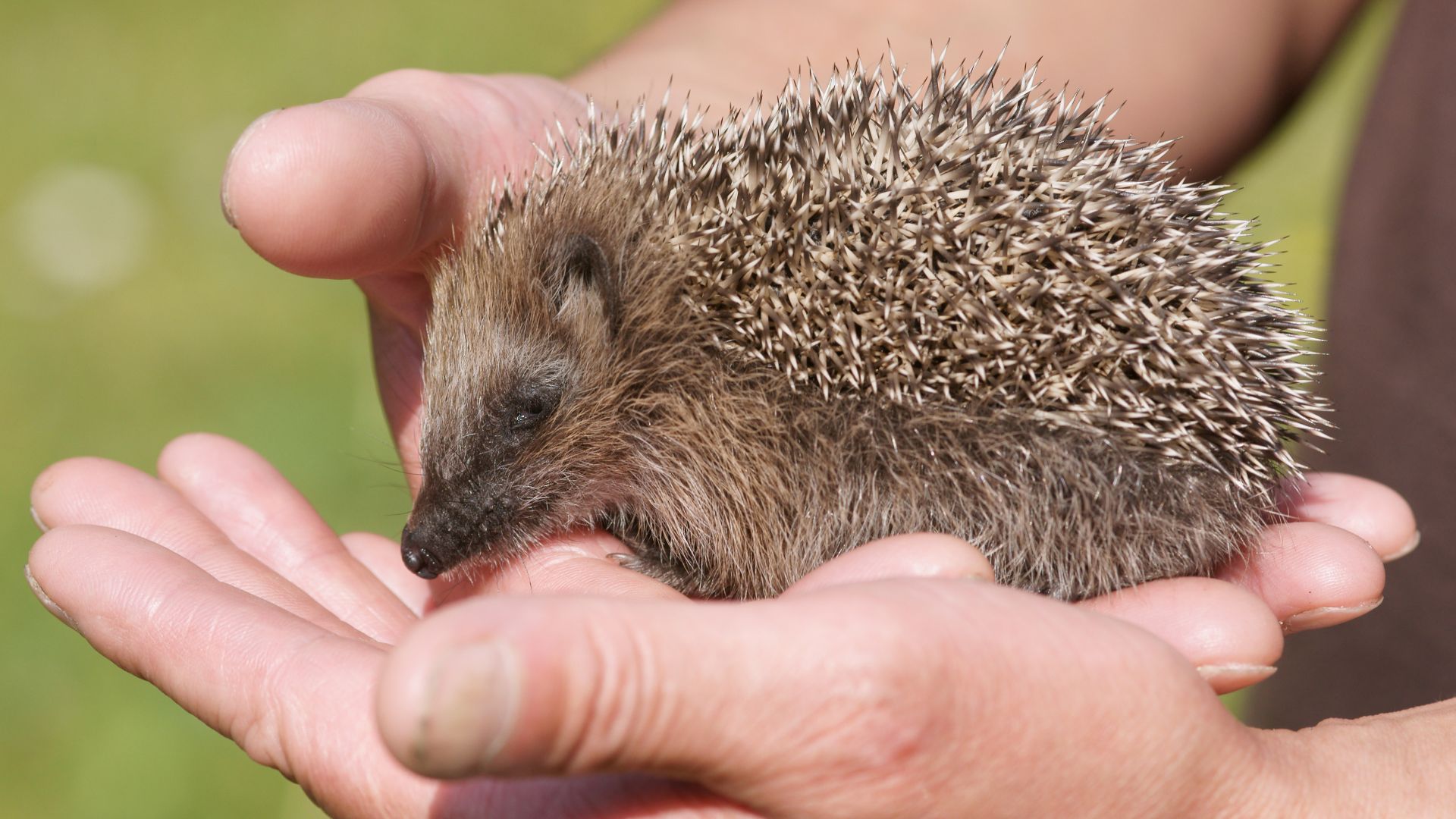 File:Juvenile Erinaceus europaeus kallerna.JPG