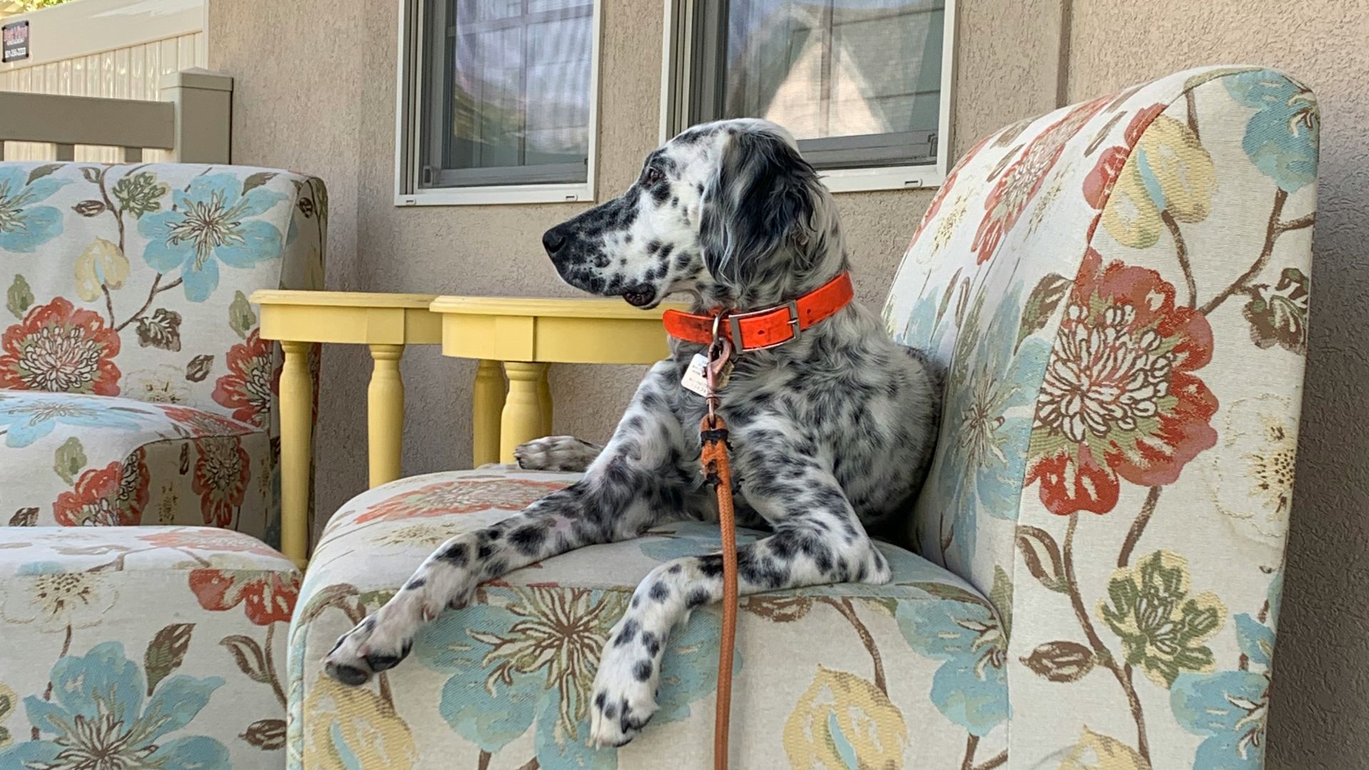 black and white dalmatian dog on brown and white floral armchair