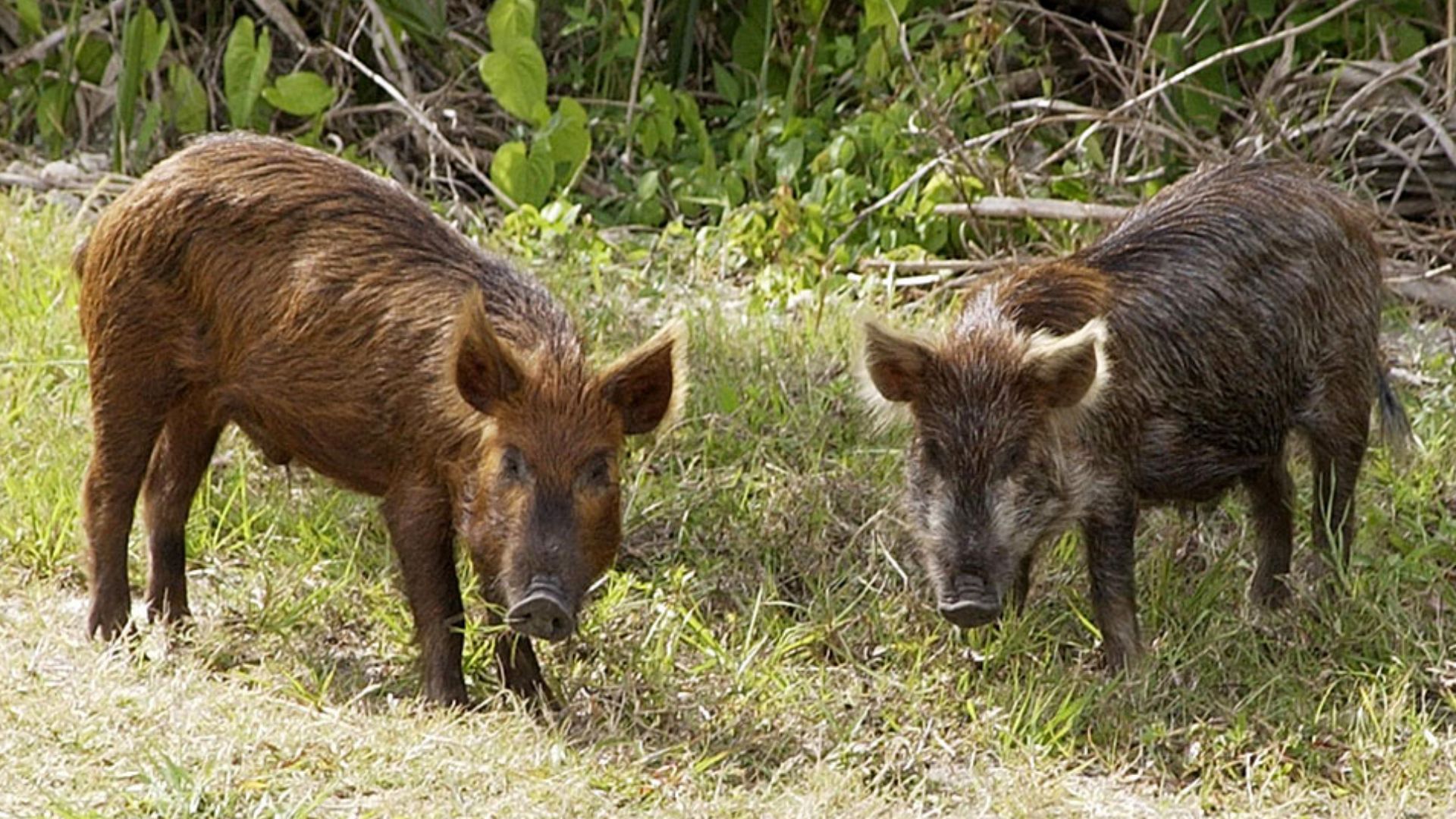 File:Wild Pig KSC02pd0873.jpg