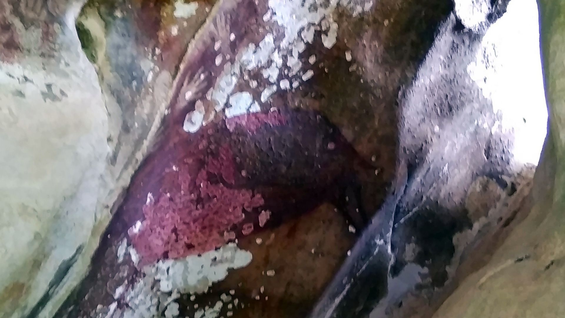 File:Pig-deer print paintings in Pettakere Cave, Maros.jpg