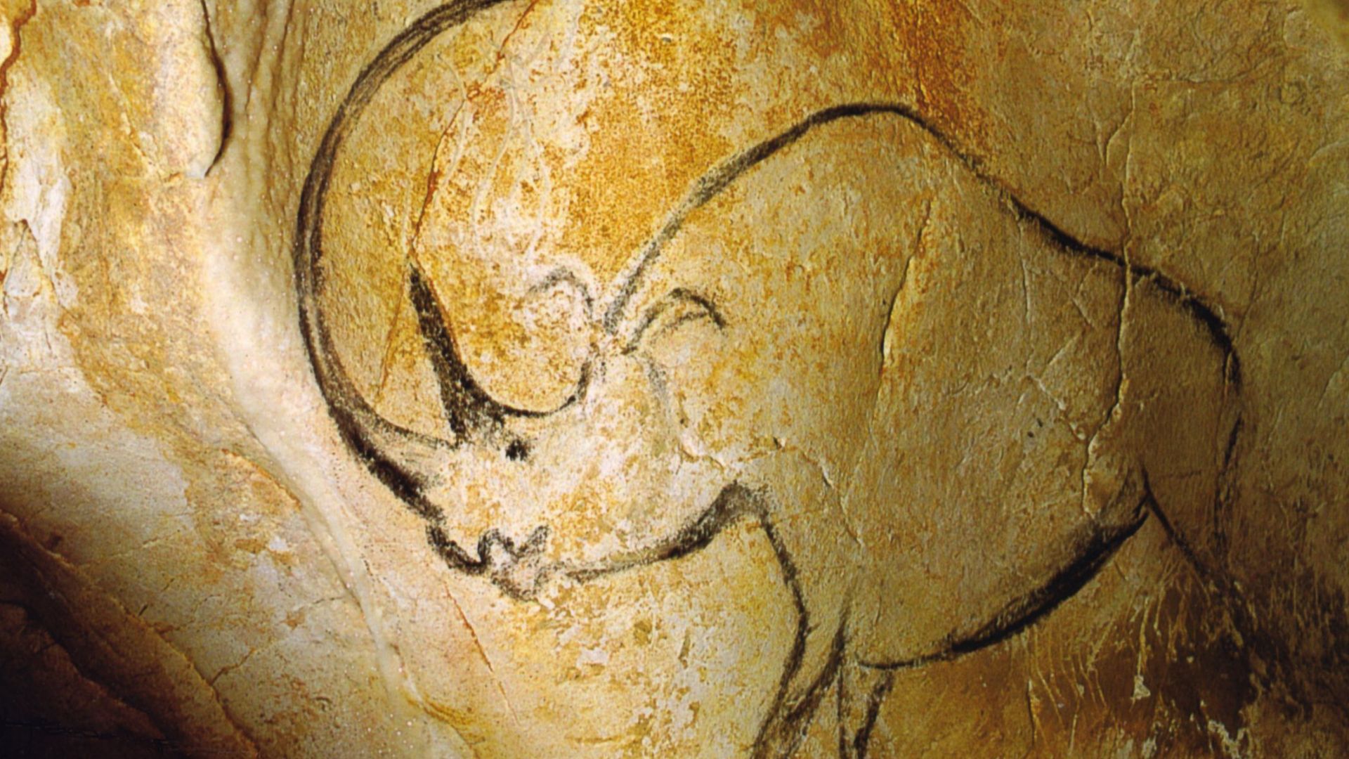 File:Rhinocéros grotte Chauvet.jpg