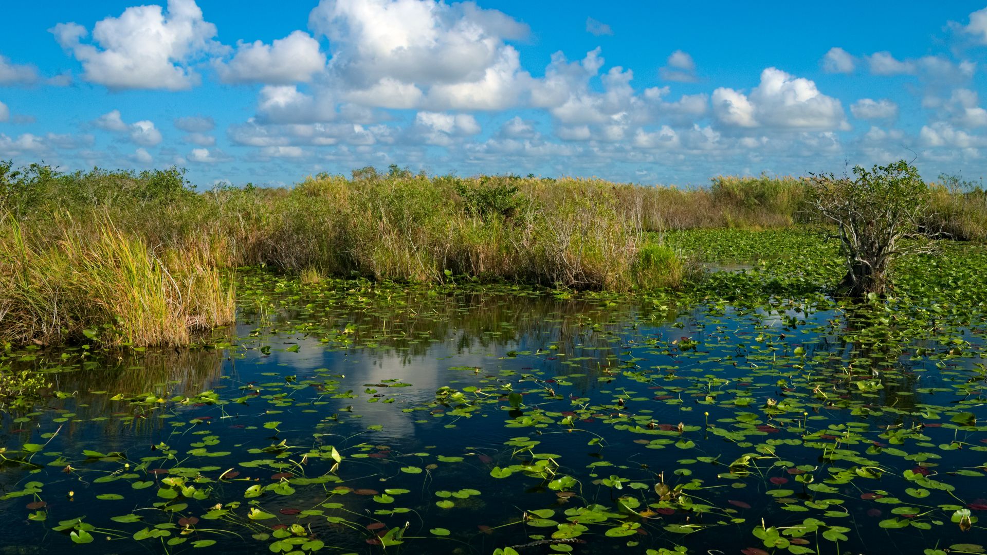 File:Everglades Anhinga Trail Pond.jpg