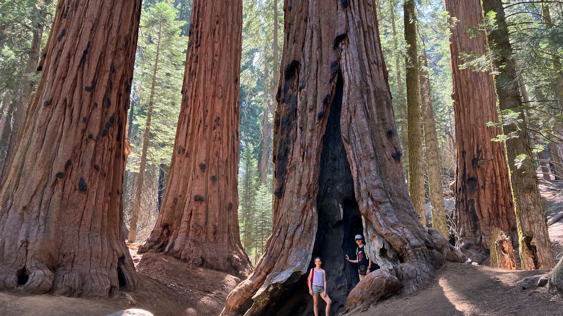File:Burnt sequoia - Sequoia National Park.jpg