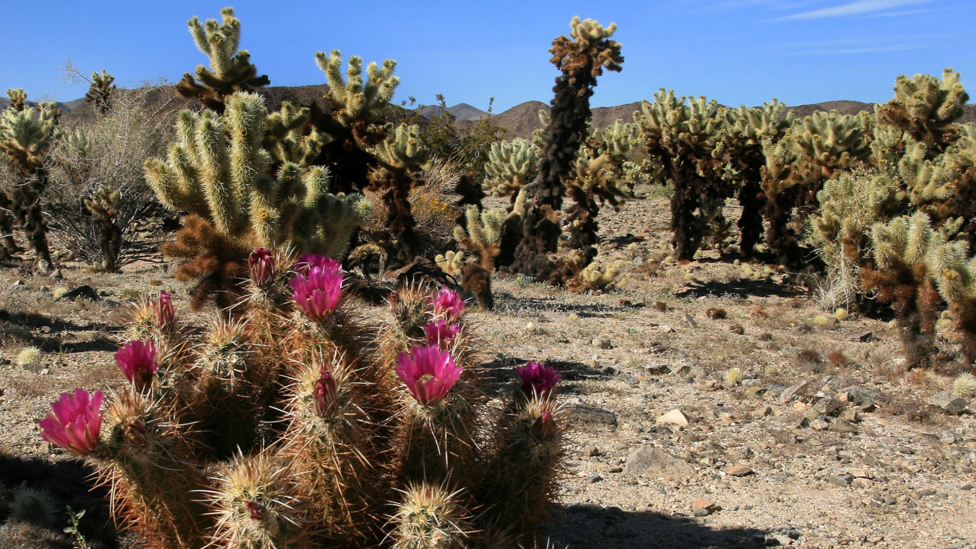 File:Echinocereus engelmannii and Cylindropuntia bigelovii at Joshua Tree NP.jpg