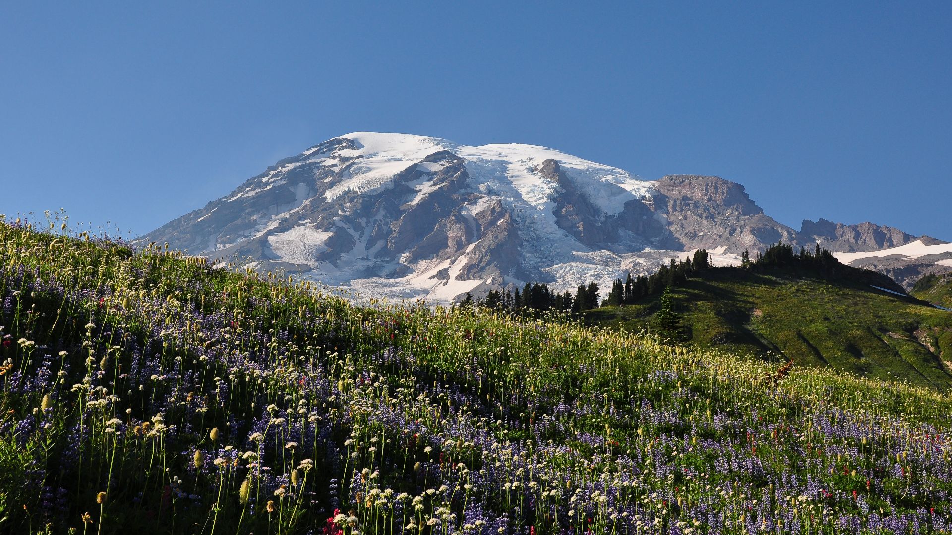 File:Mount Rainier behind the flowering meadows of Paradise Park (18 August 2012).jpg