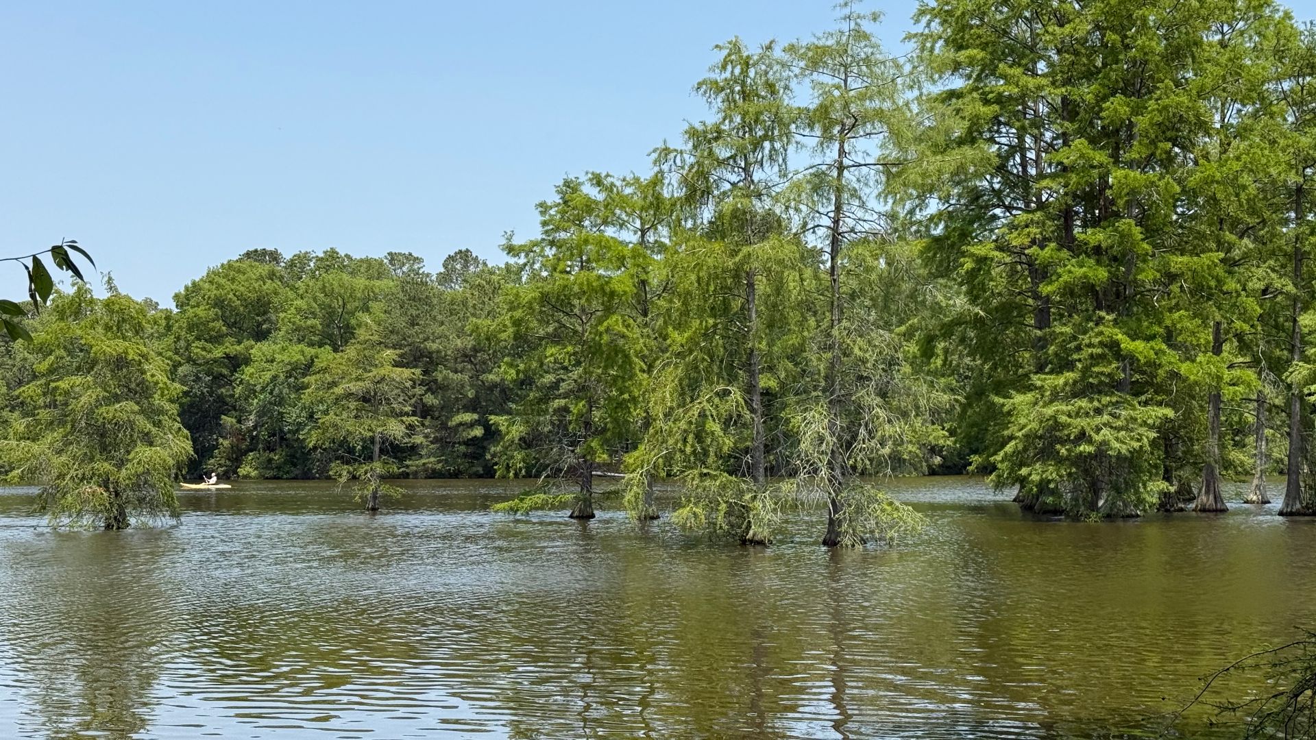 File:2025-06-04 12 52 27 Bald Cypress trees in Trap Pond within Trap Pond State Park in Sussex County, Delaware.jpg