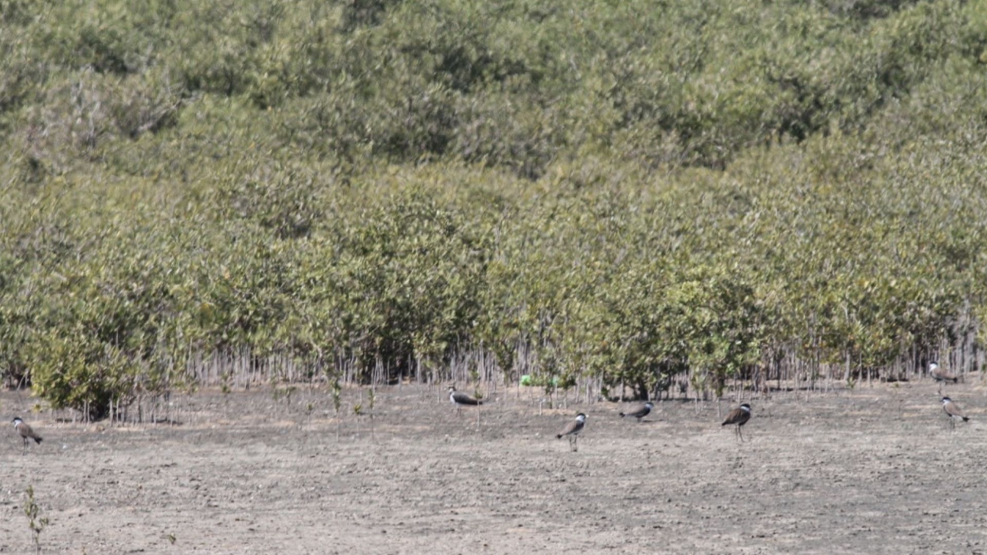 File:Northern Lapwing, Thuwal Saudi Arabia 12995400.jpg