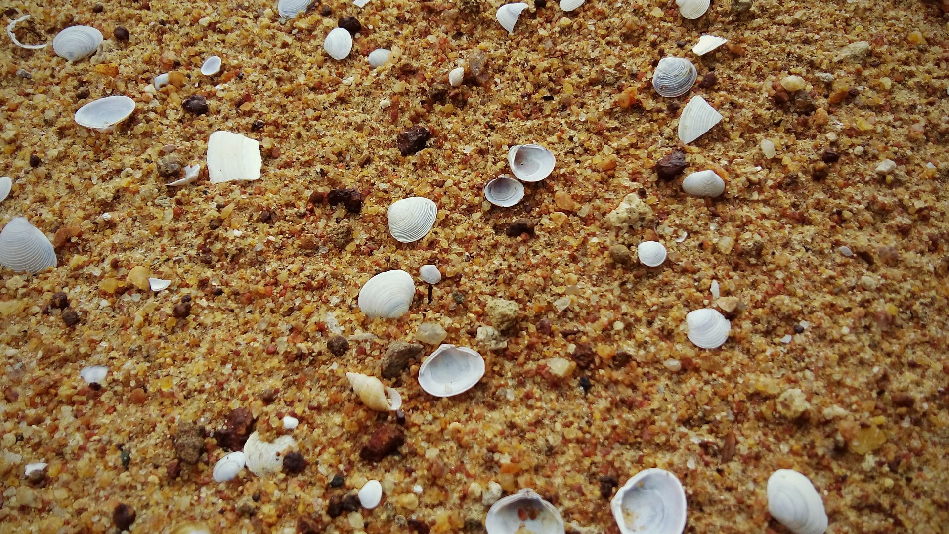 File:Beach sand and shells by sankar.jpg