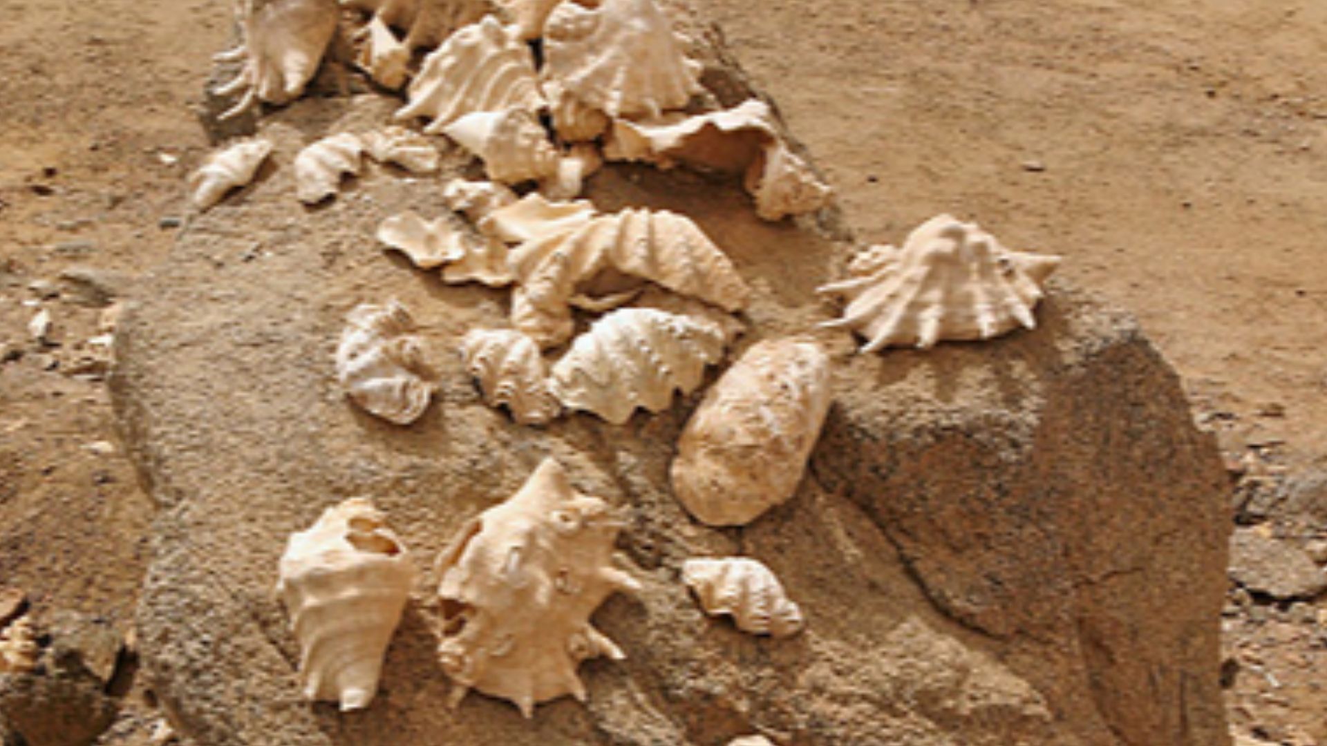 File:Red sea Shells fish out by beduins.jpg