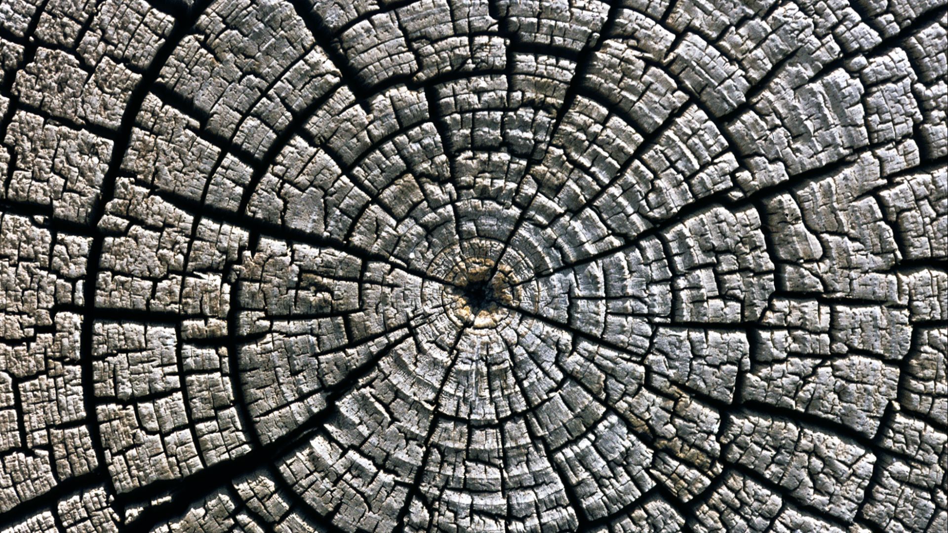 File:Weathered growth rings at Aztec Ruins National Monument.jpg