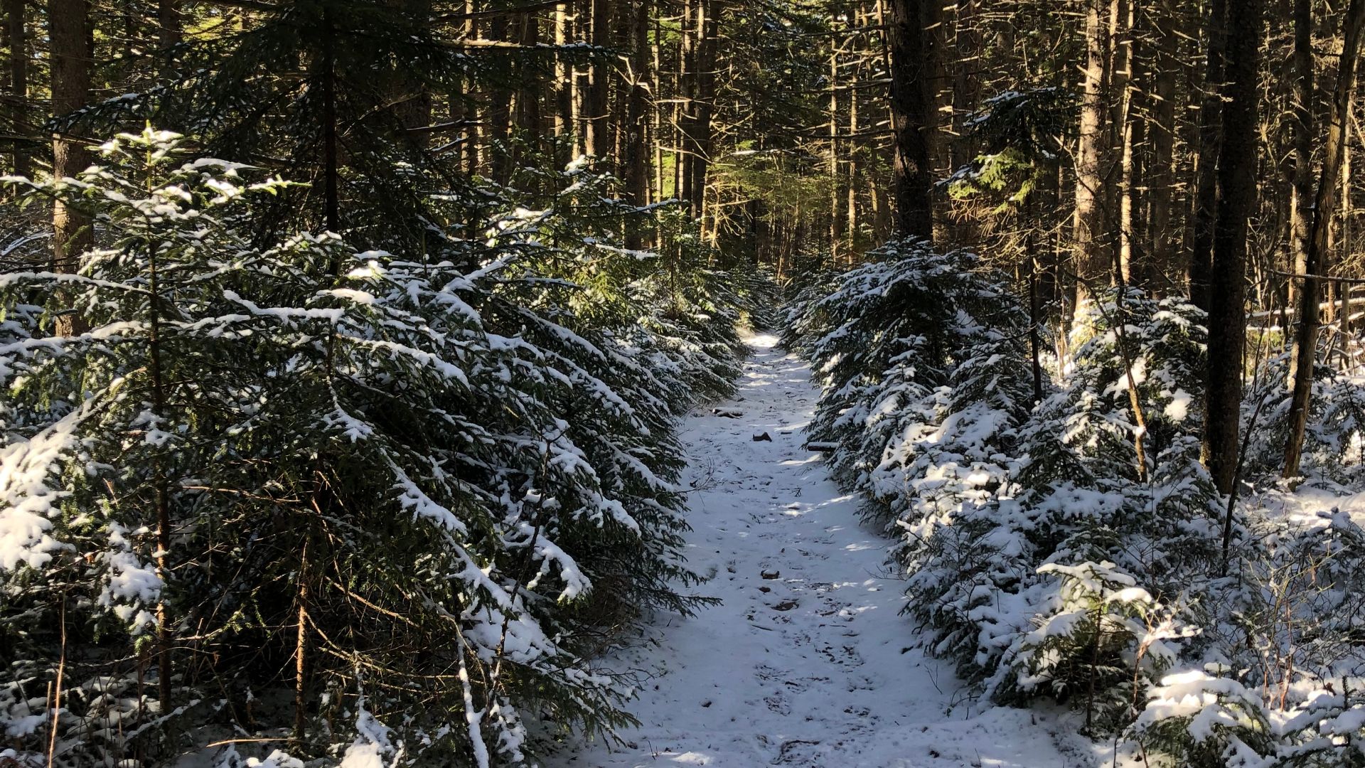 File:Cranberry Wilderness trail.jpg