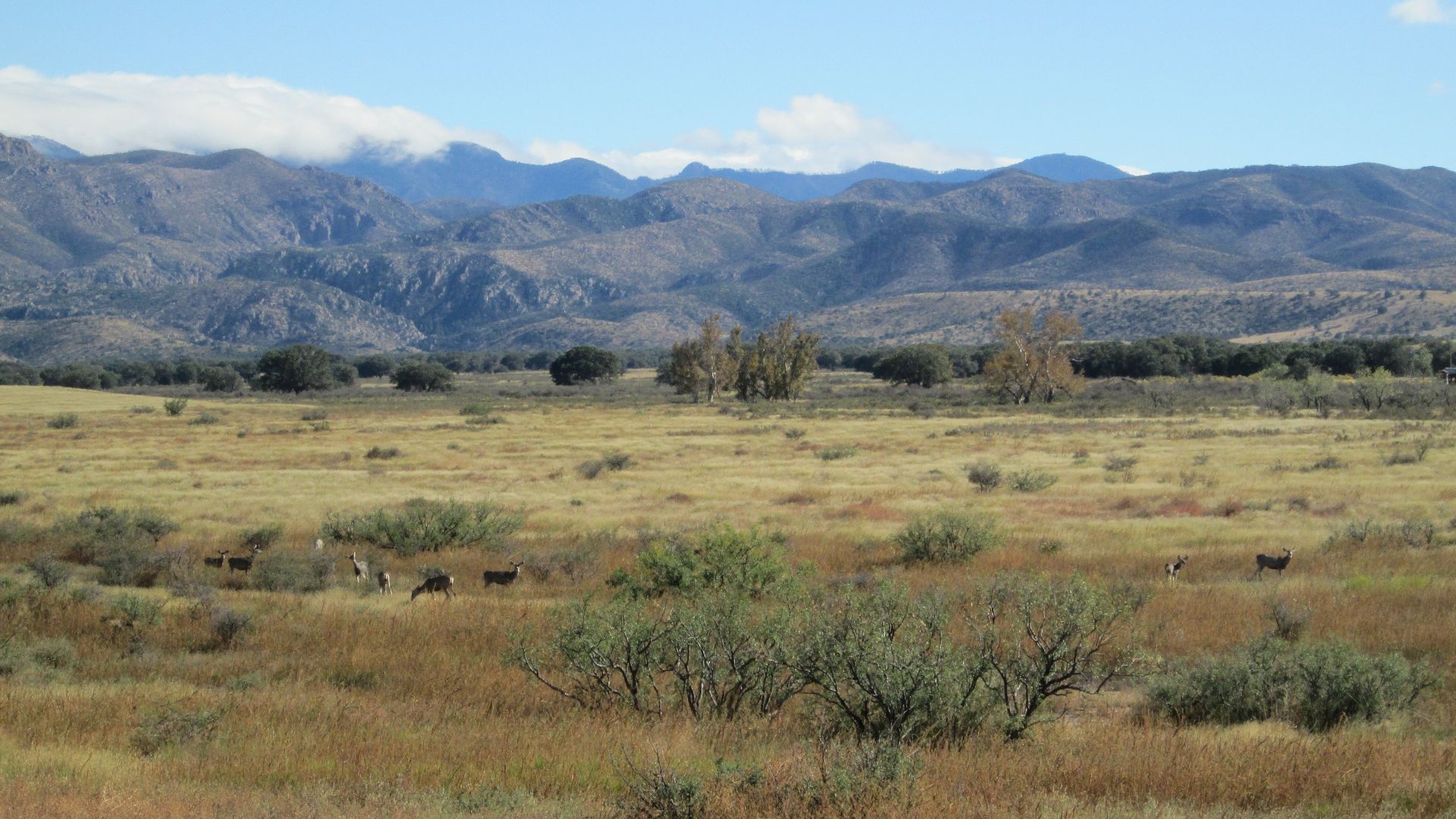 File:Mule Deer Sulphur Springs Valley Arizona 2014.jpg