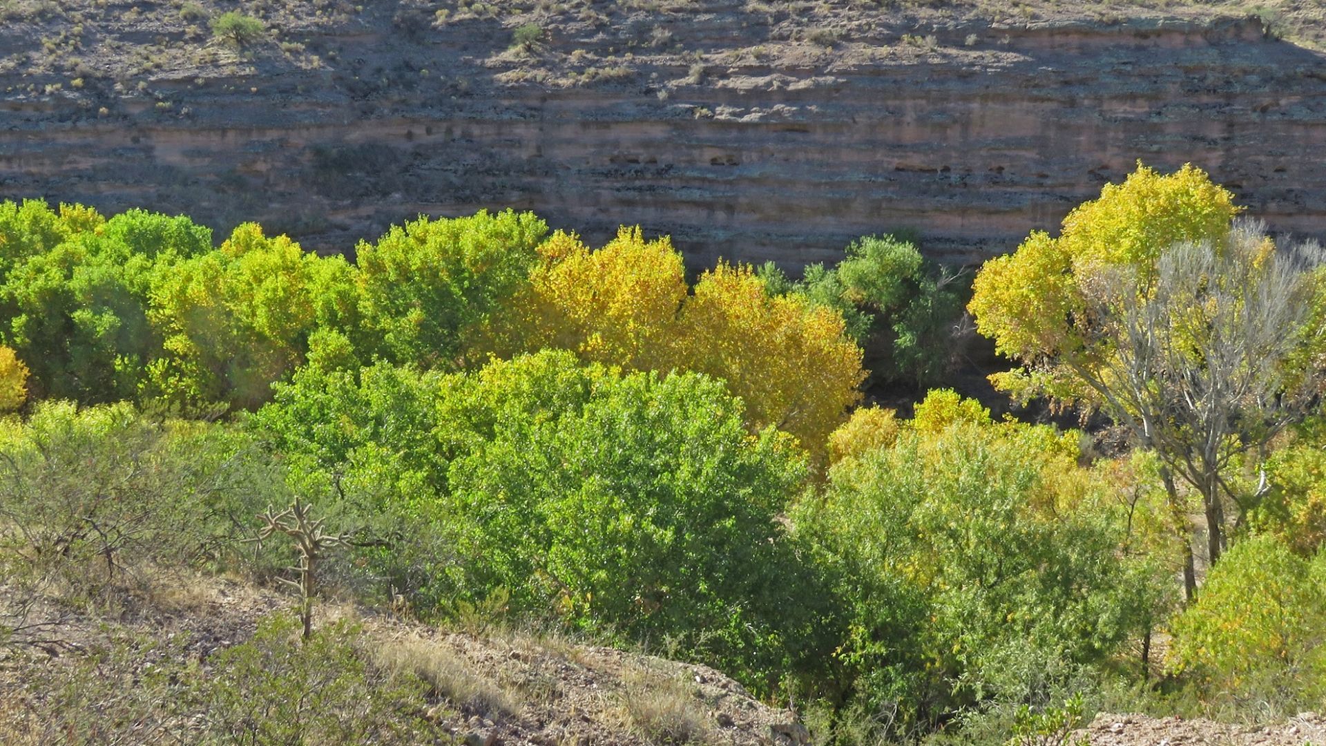 File:Fall in the Gila Box Riparian National Conservation Area (54401384121).jpg
