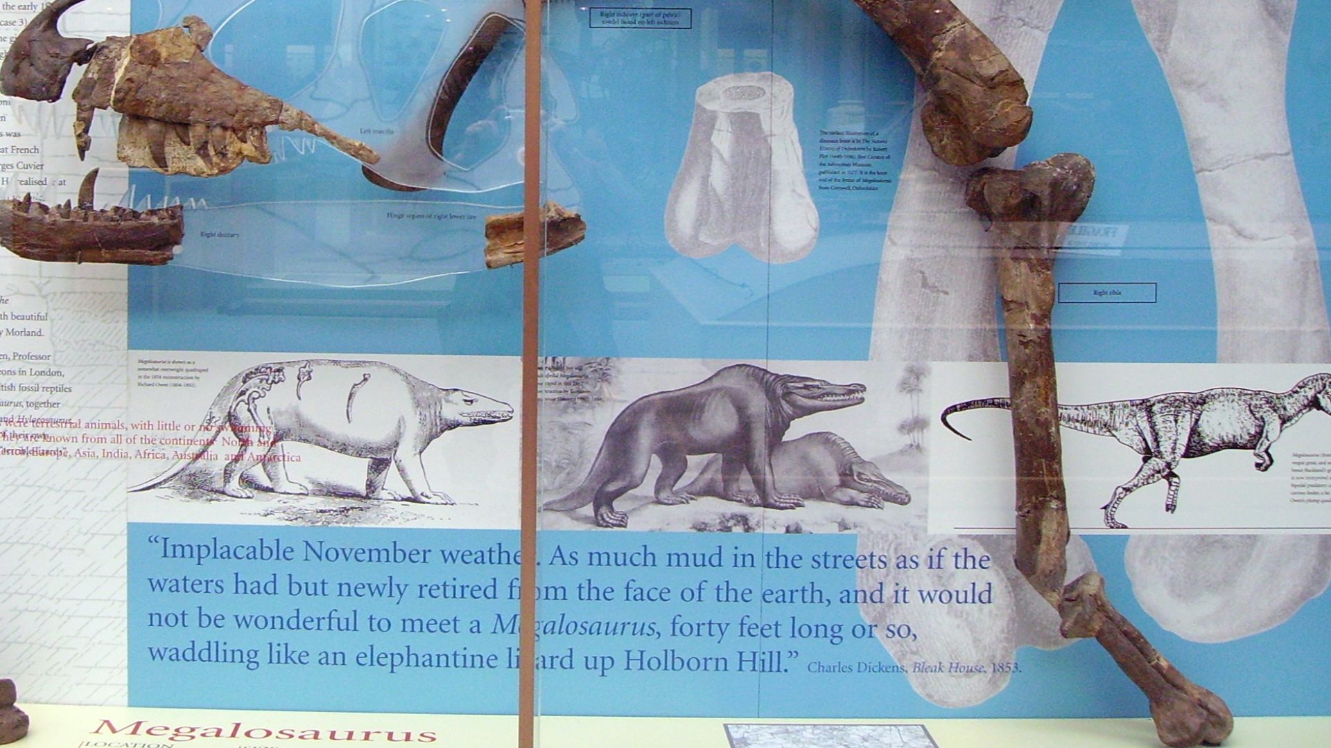 File:Megalosaurus display.JPG