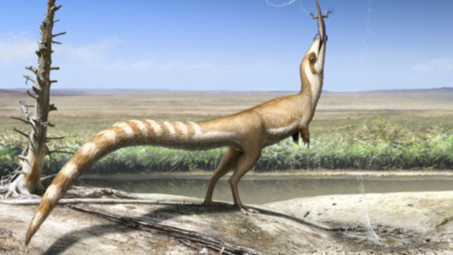 File:Sinosauropteryx with Dalinghosaurus.jpg