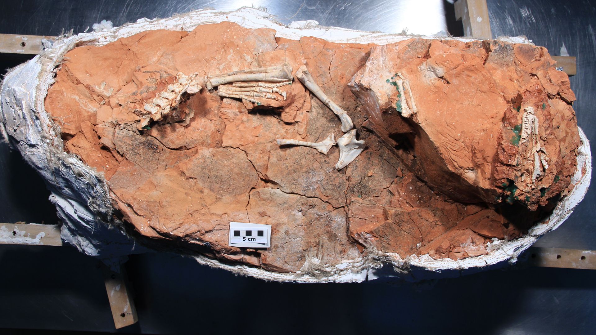 File:Foto do bloco com o buriolestes Foto Flavio Lopes (Ufrgs).jpg