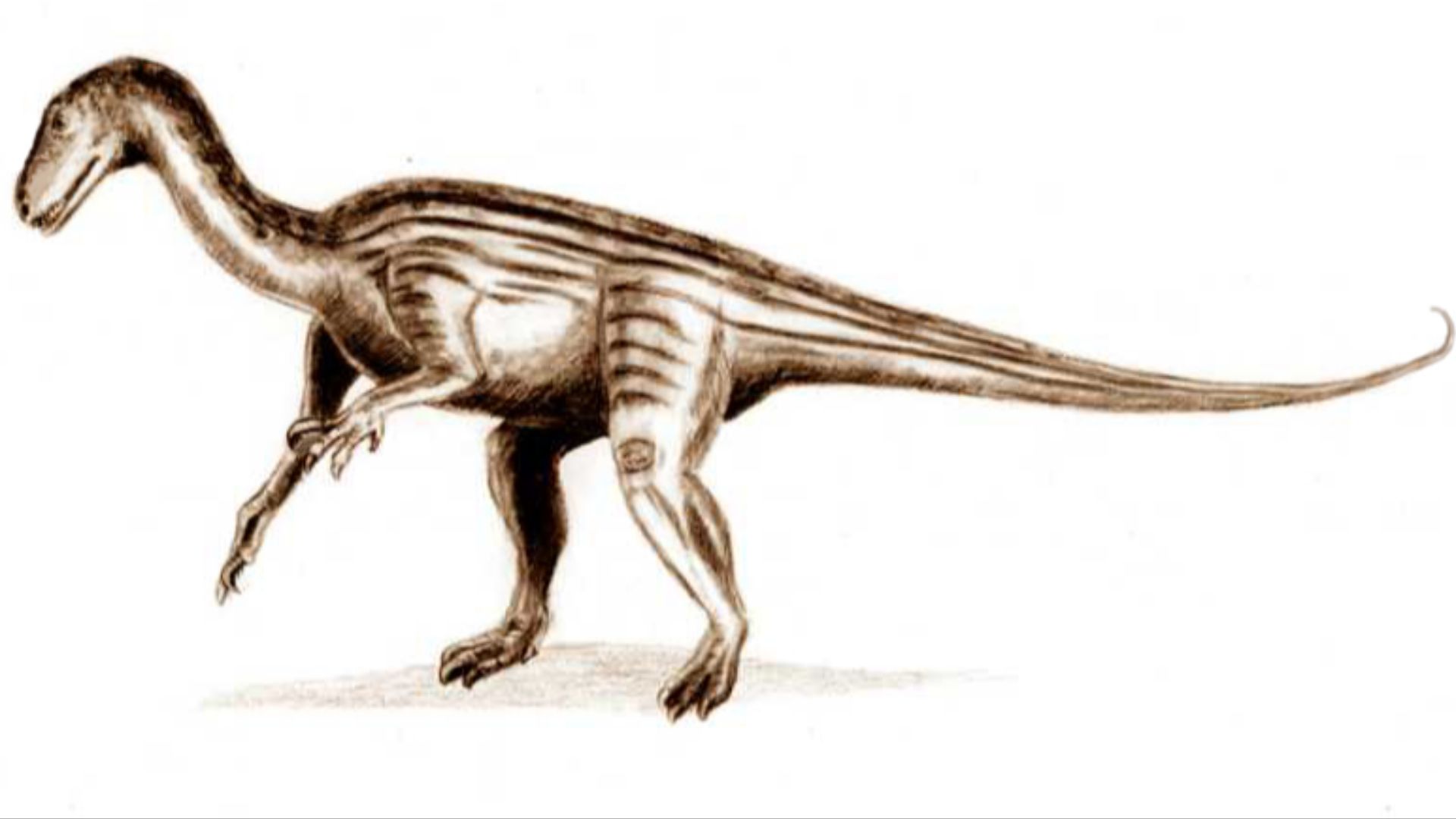 File:Thecodontosaurus.jpg
