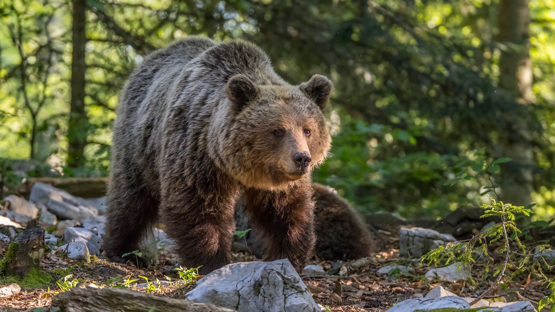 File:Eurasian brown bear (Ursus arctos arctos) female 1.jpg