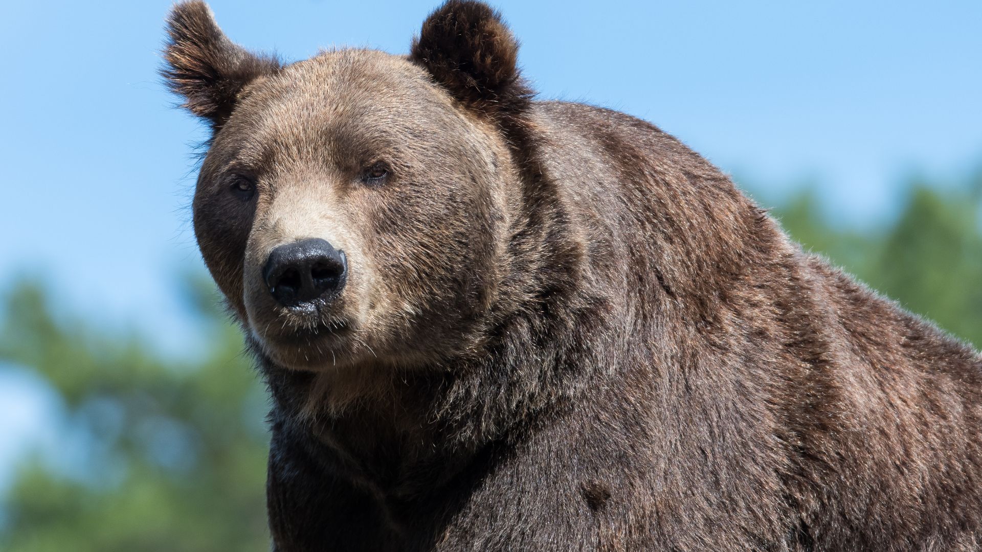 File:Bear (Ursus arctos).jpg