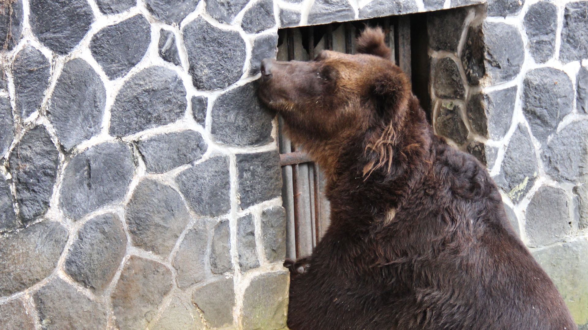 File:Bear in the cage.jpg