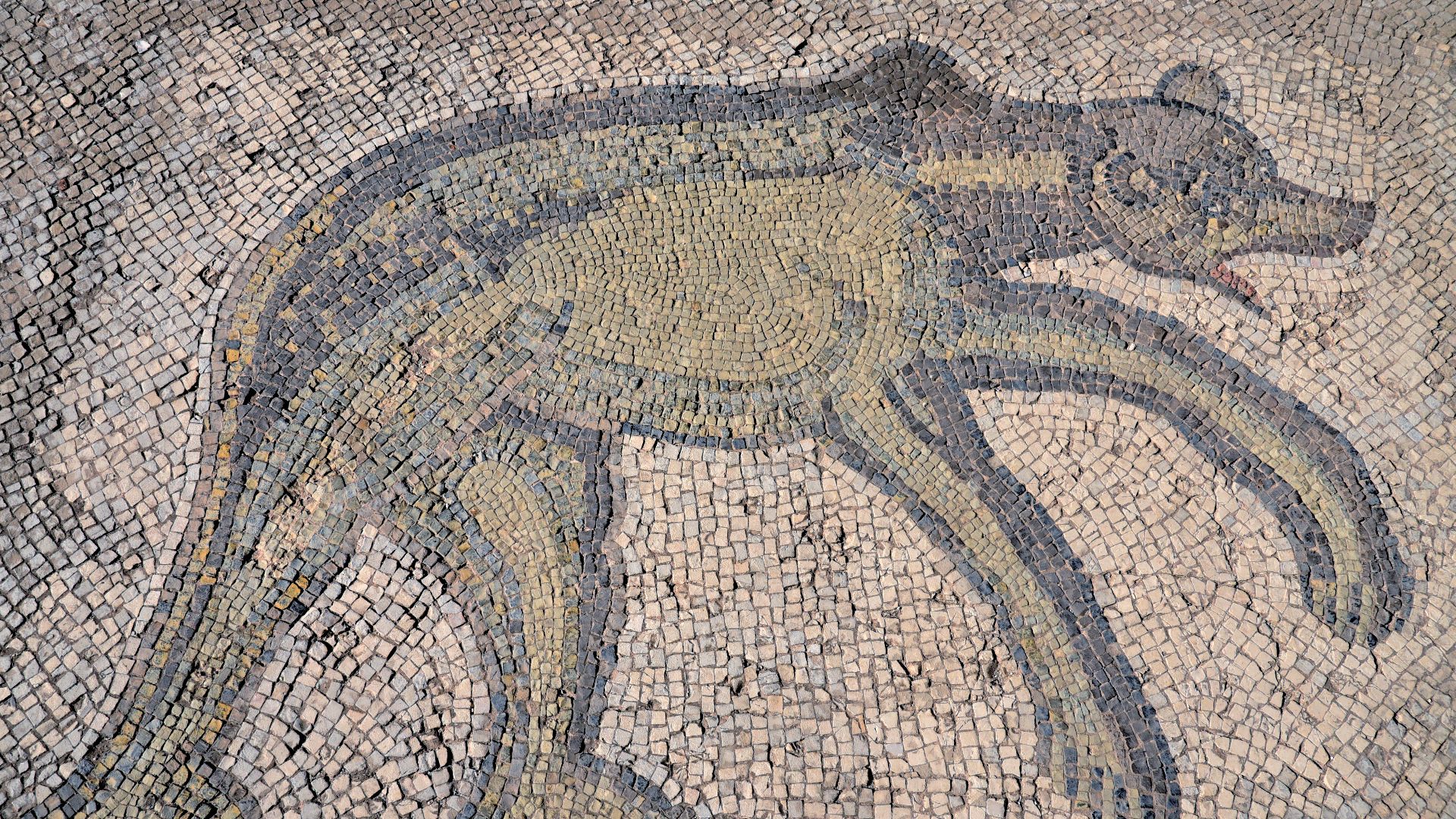File:Fourth-century AD bear mosaic on the pavement of the theatre's orchestra, built during the co-rule of Marcus Aurelius and Lucius Verus (AD 161–169), Bulla Regia, Africa Proconsularis, Tunisia (54132166899).jpg