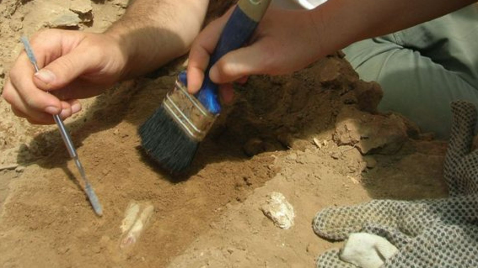 File:Excavation of animal bones.jpg