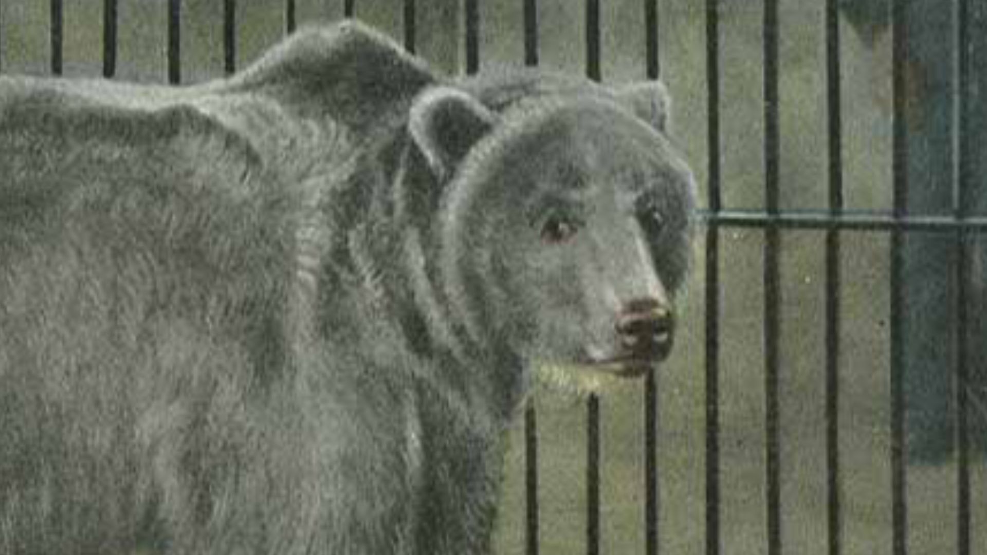 File:Bear on display at the Woodland Park Zoological Gradens, 1915 (SEATTLE 2027).jpg