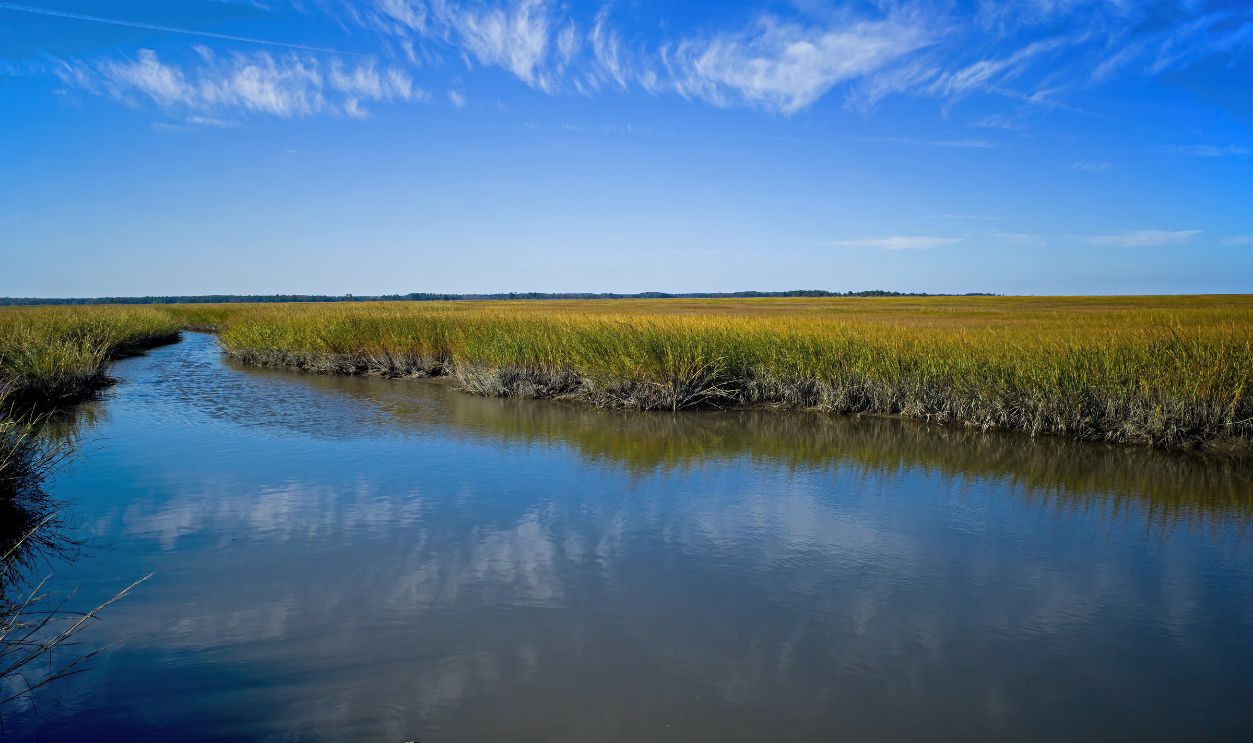 Delaware's Coastal Salt Marshes