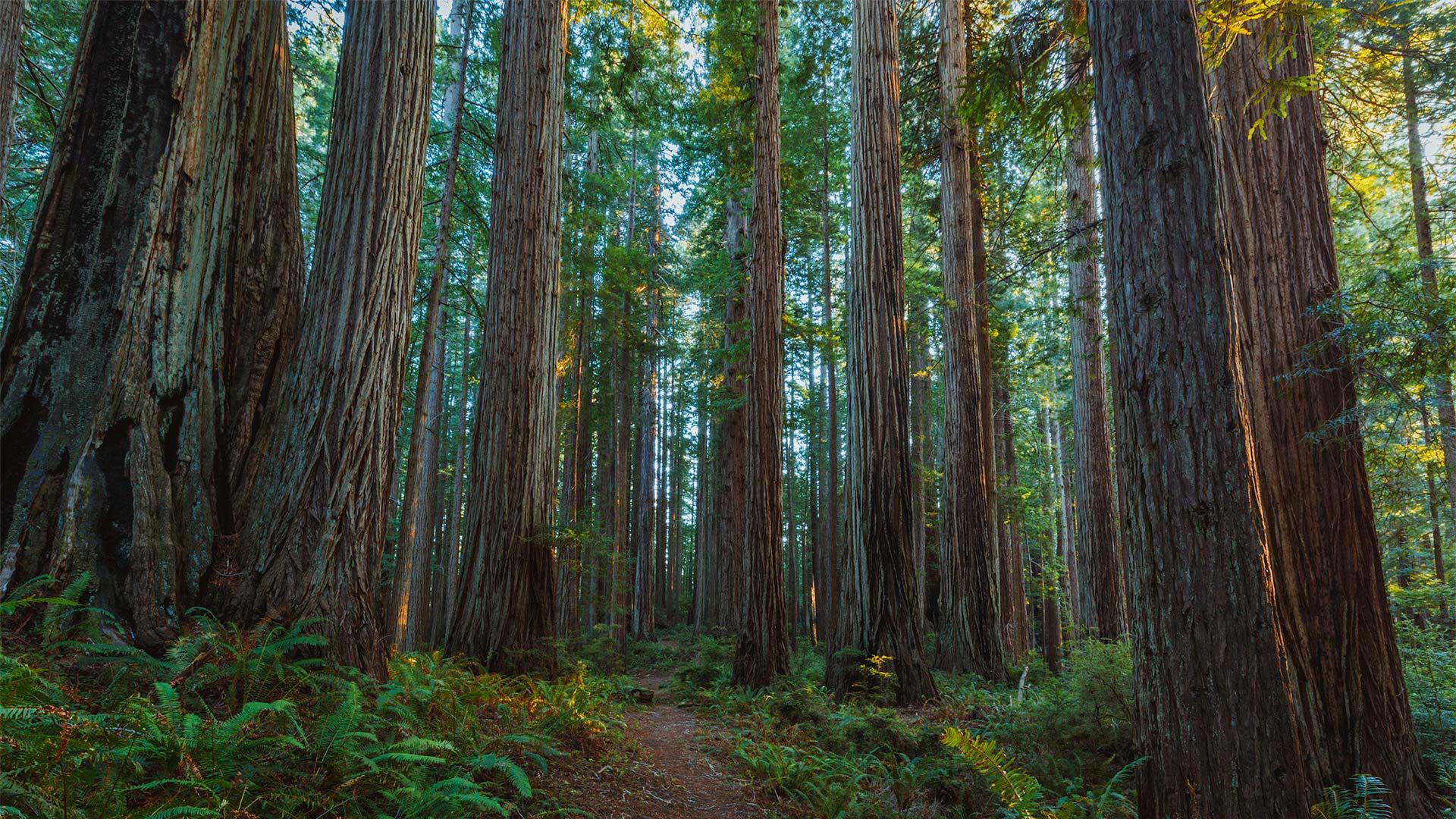 File:Prairie Creek Redwoods State Park.jpg