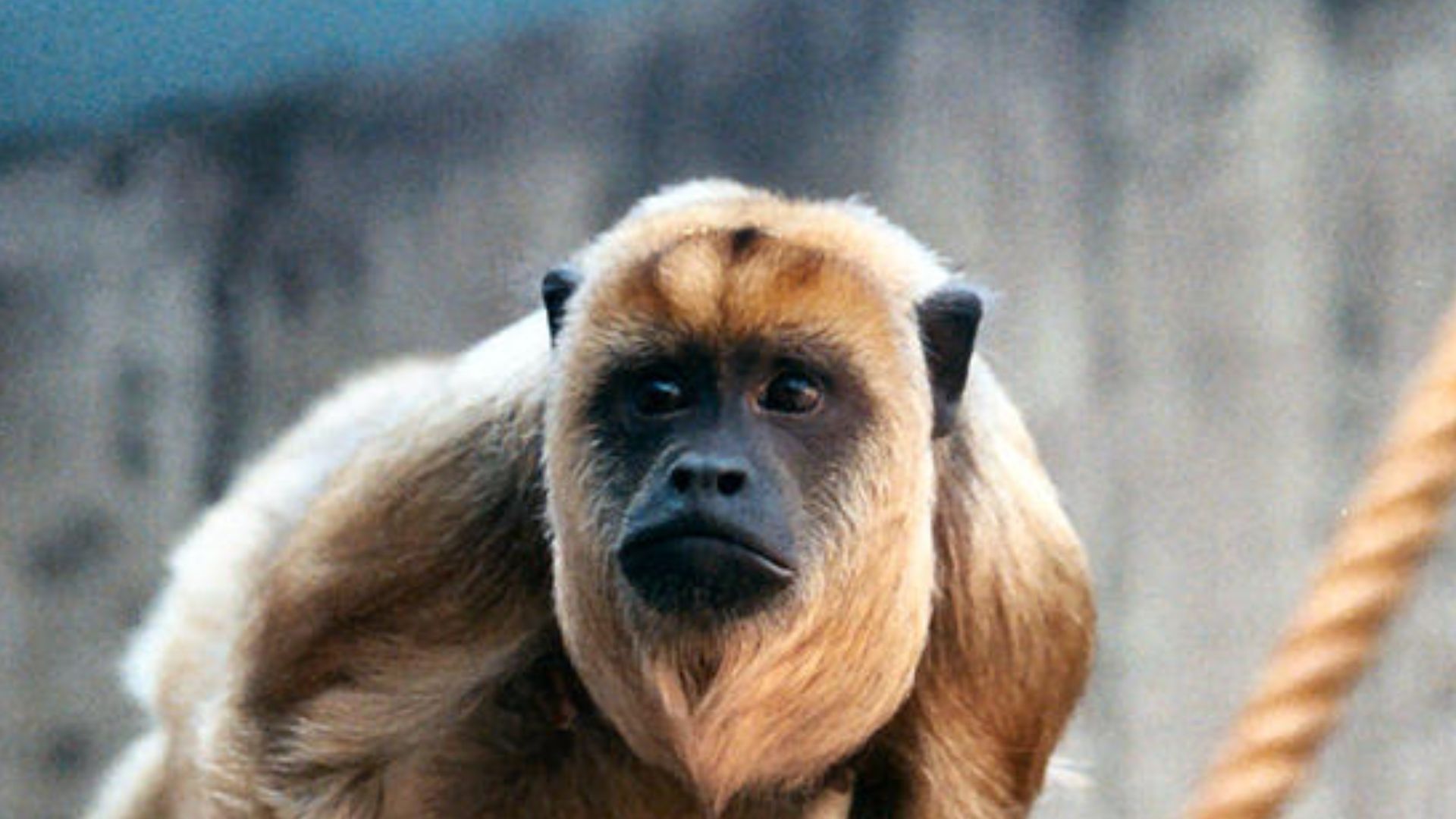 File:Alouatta-caraya ppia-f01.jpg