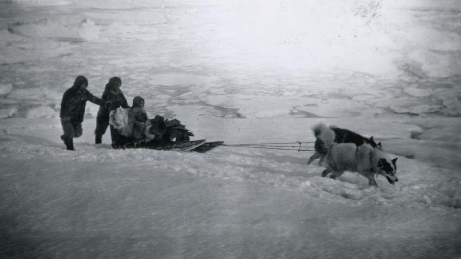 File:Sled dogs in Greenland (1890s).jpg