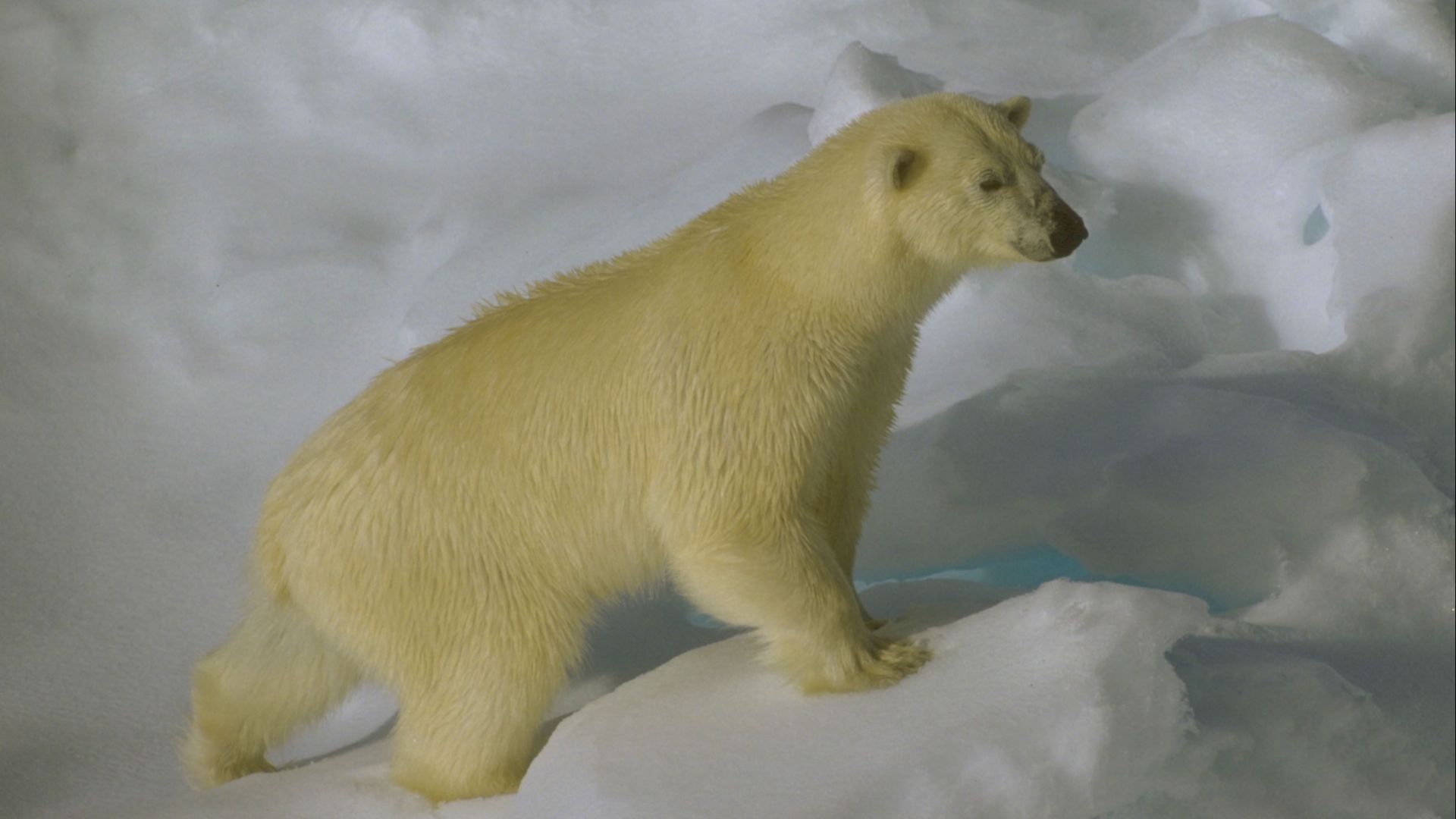 File:Polar bear hg.jpg