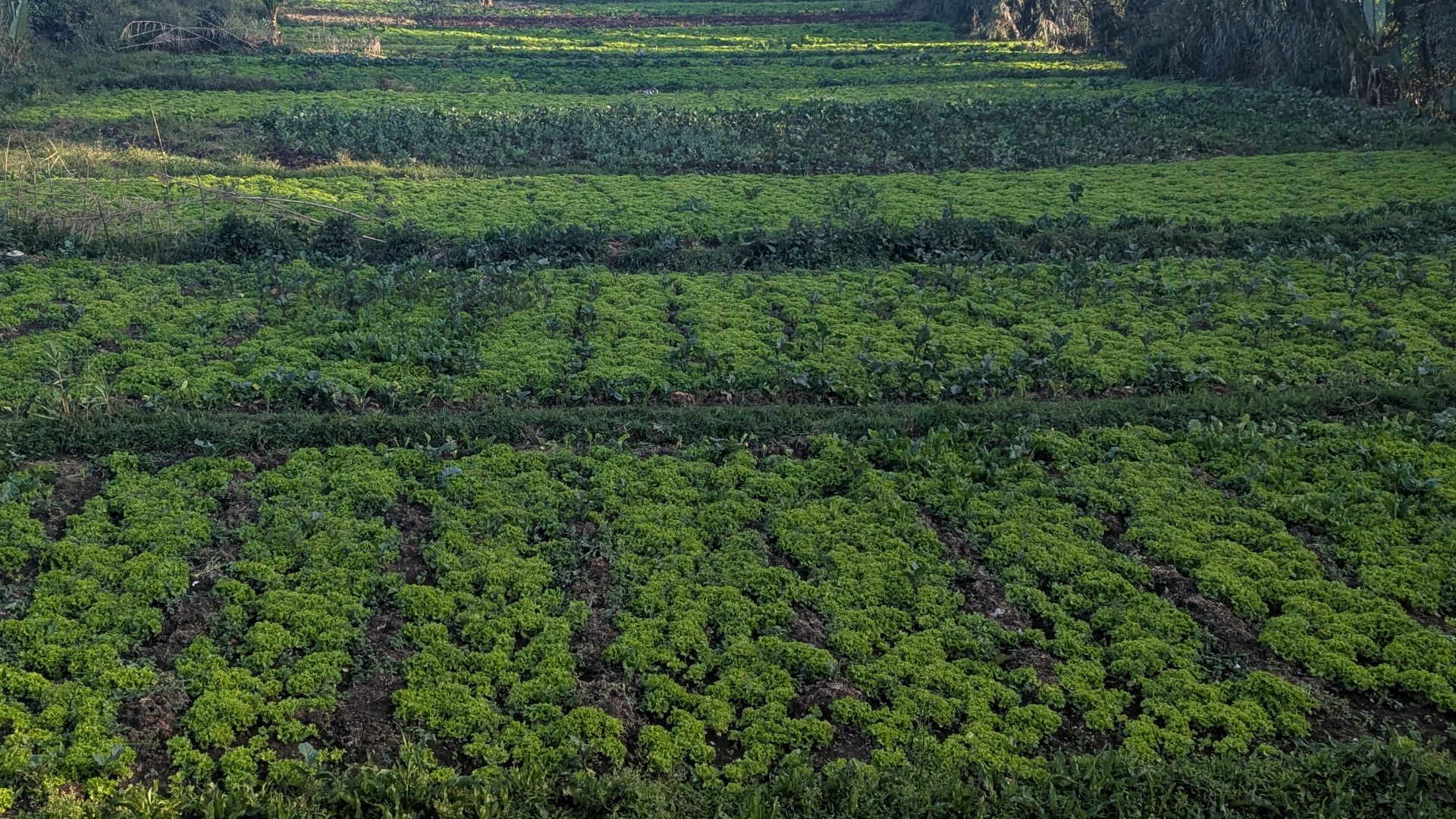File:Cabbage farm in Addis Ababa.jpg
