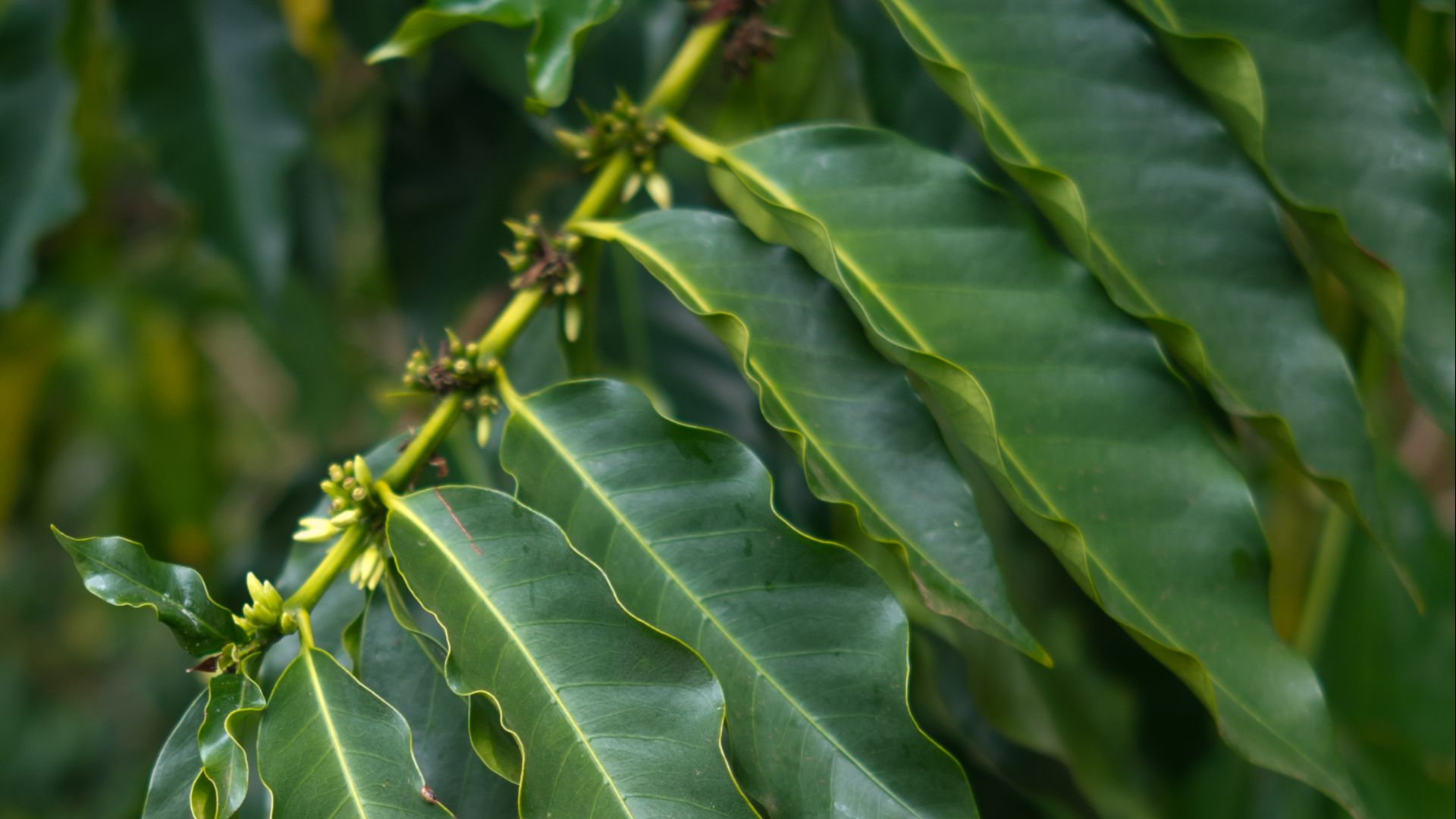File:Kona coffee leaves (Kona Coffee Living History Farm).jpg