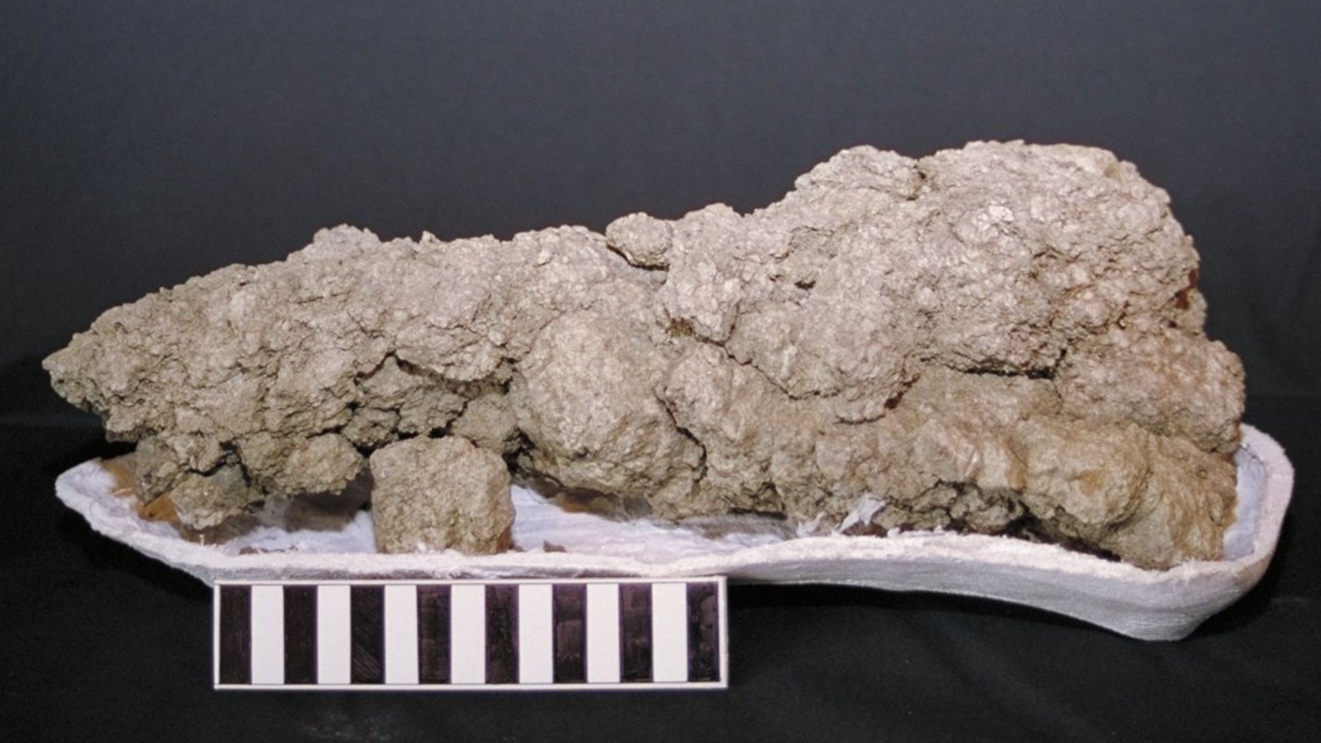 File:Coprolite.jpg