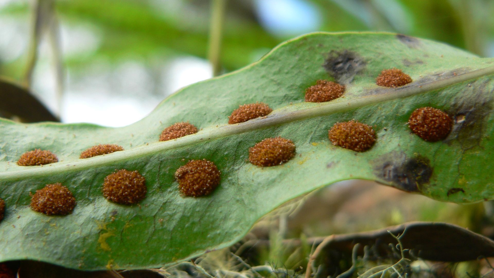 File:Fern spores P1180804.jpg