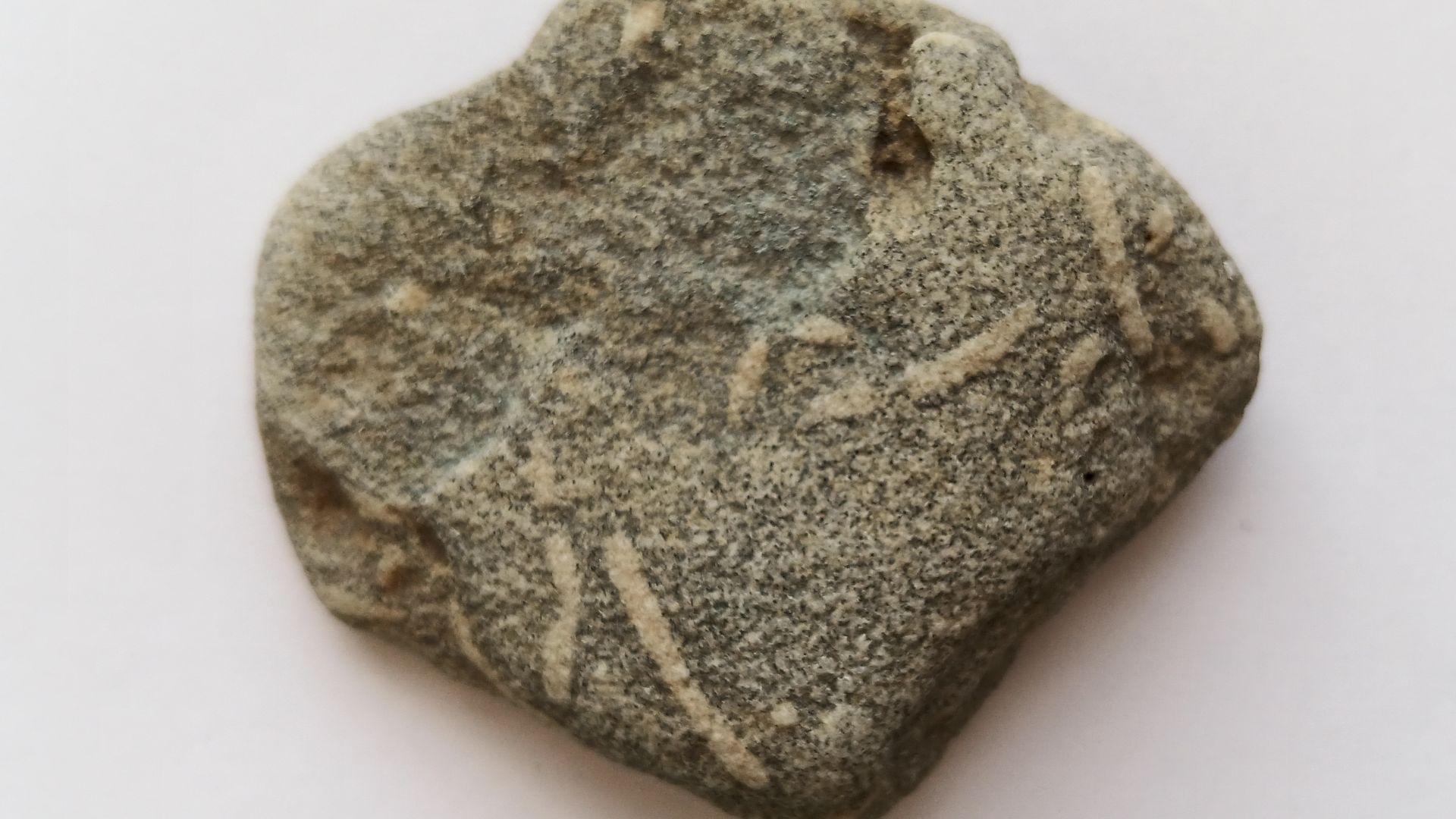 File:Trace fossil (Domichnia) of worm holes in sandstone (turned upside down) (Dubovka, Dubovsky District, Volgograd Oblast, Russia).jpg